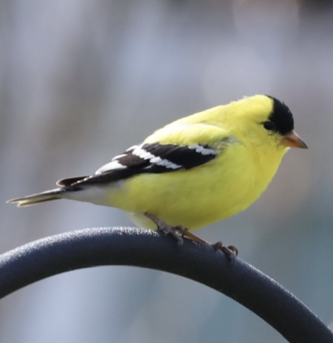 Just Some Birds