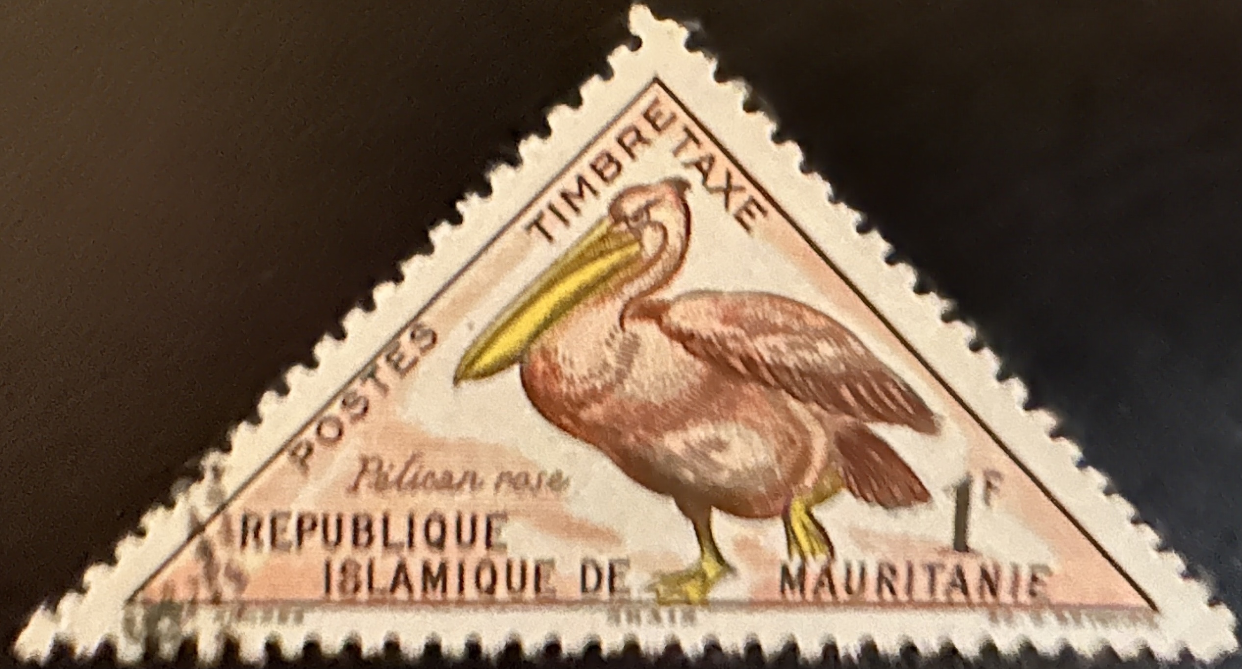 Mauritania Birds 2