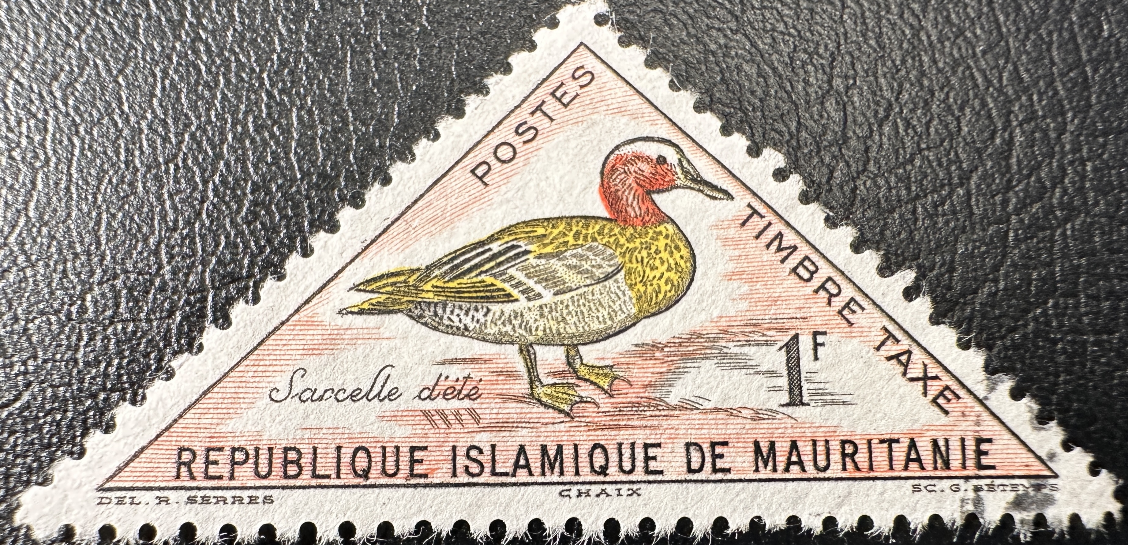 Mauritania Birds 1