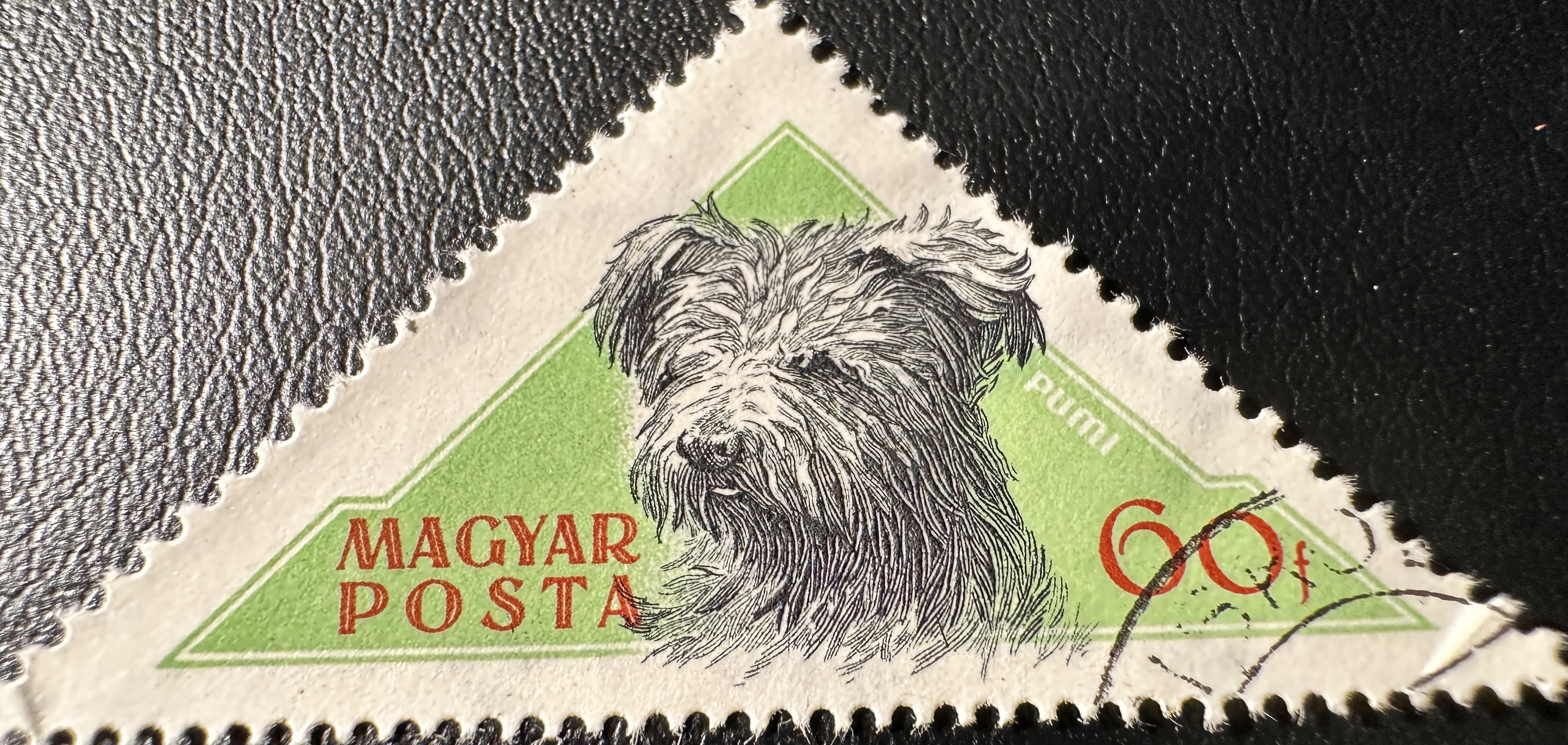 Hungary Dogs 60