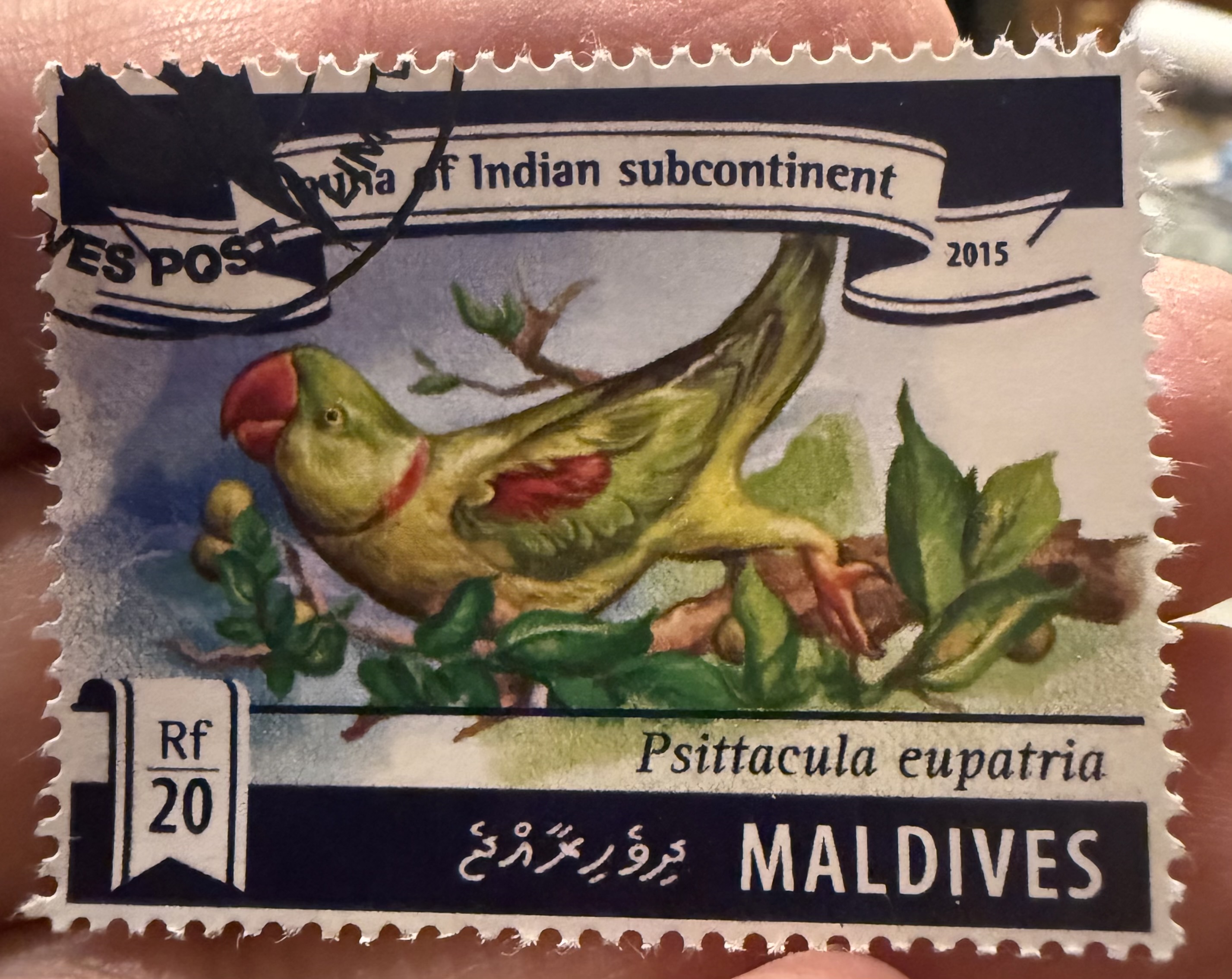 Alexandrine Parakeet, Maldives, 2015