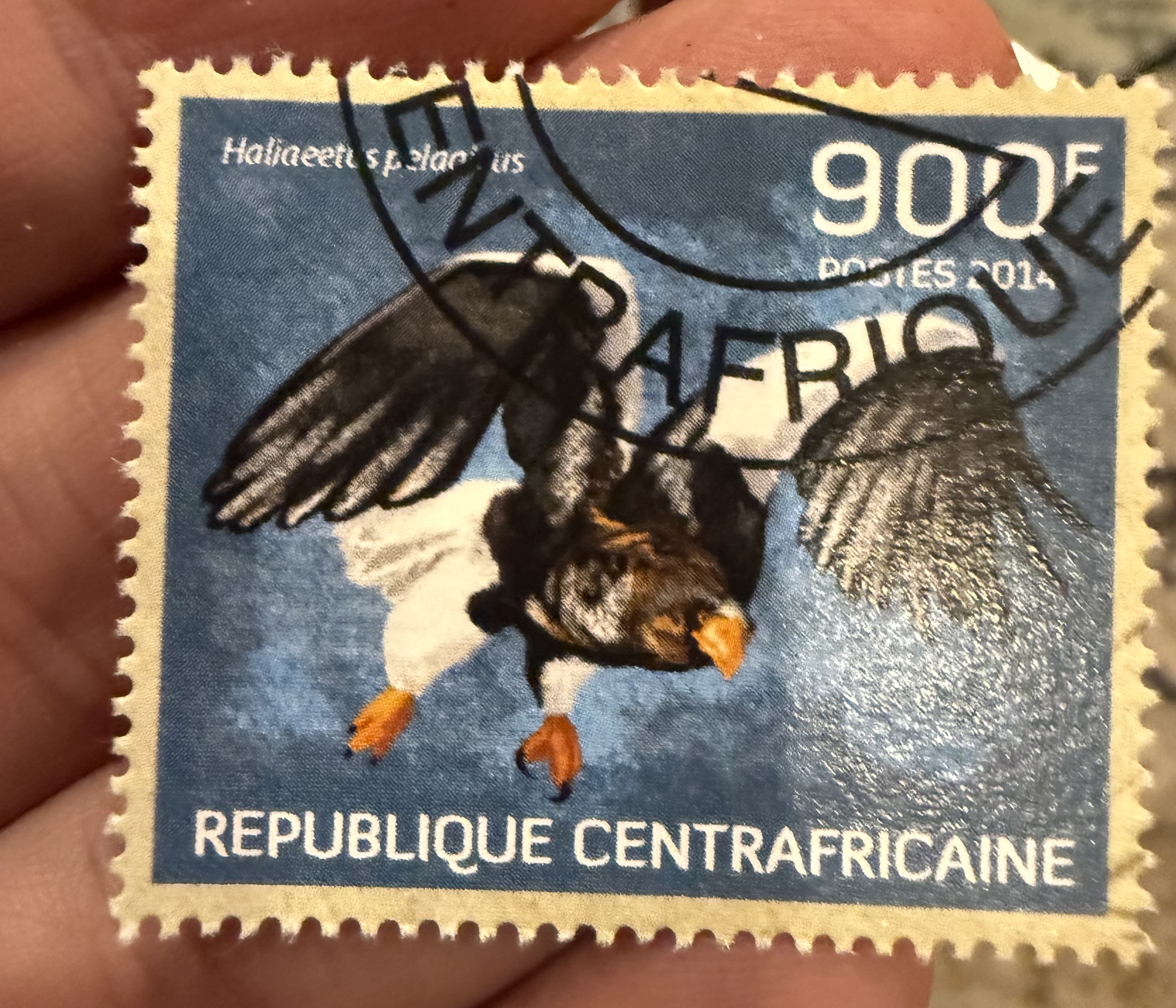 Steller’s Sea Eagle, Central African Republic, 2014