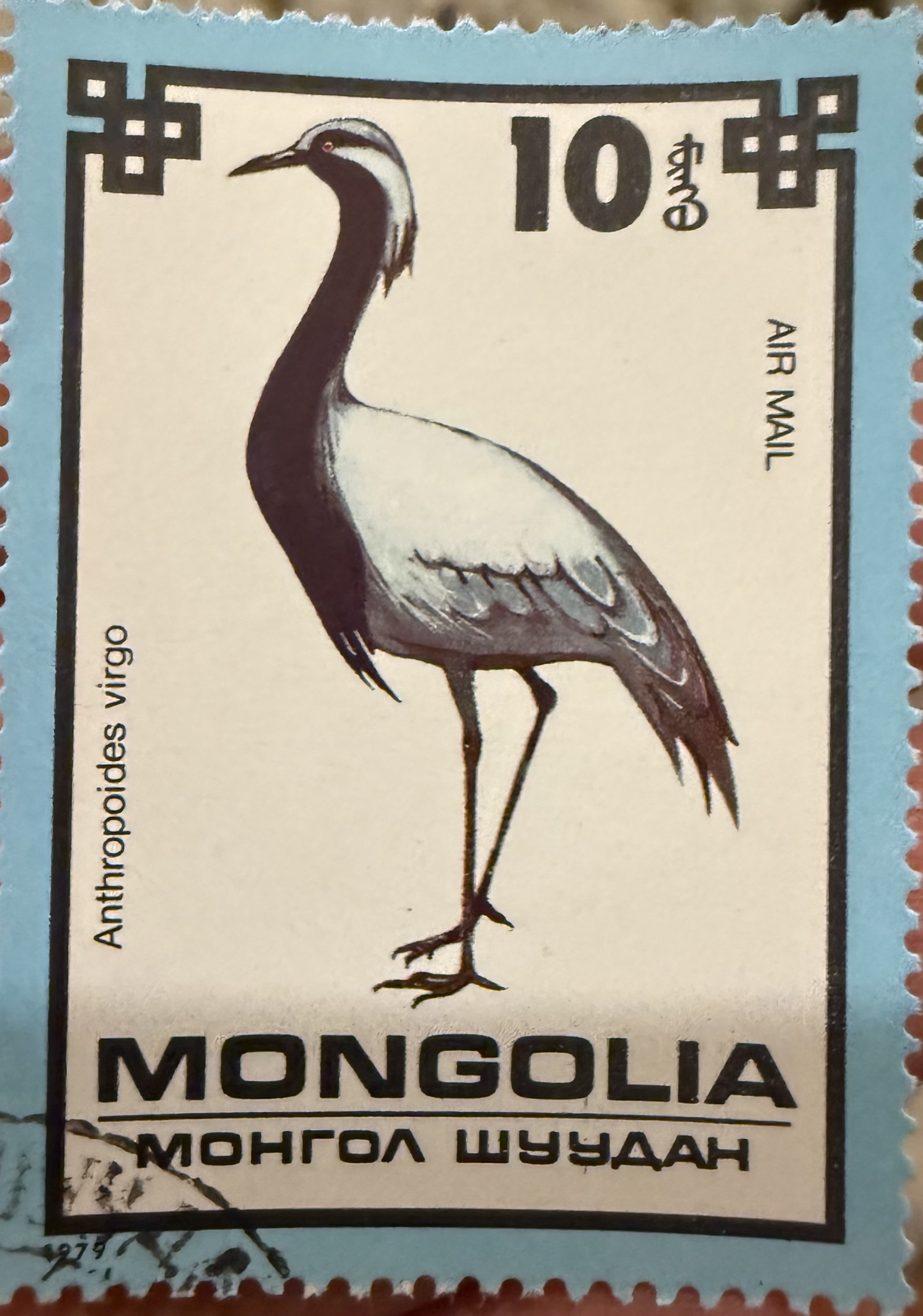 Demoiselle Crane, Mongolia, 1960