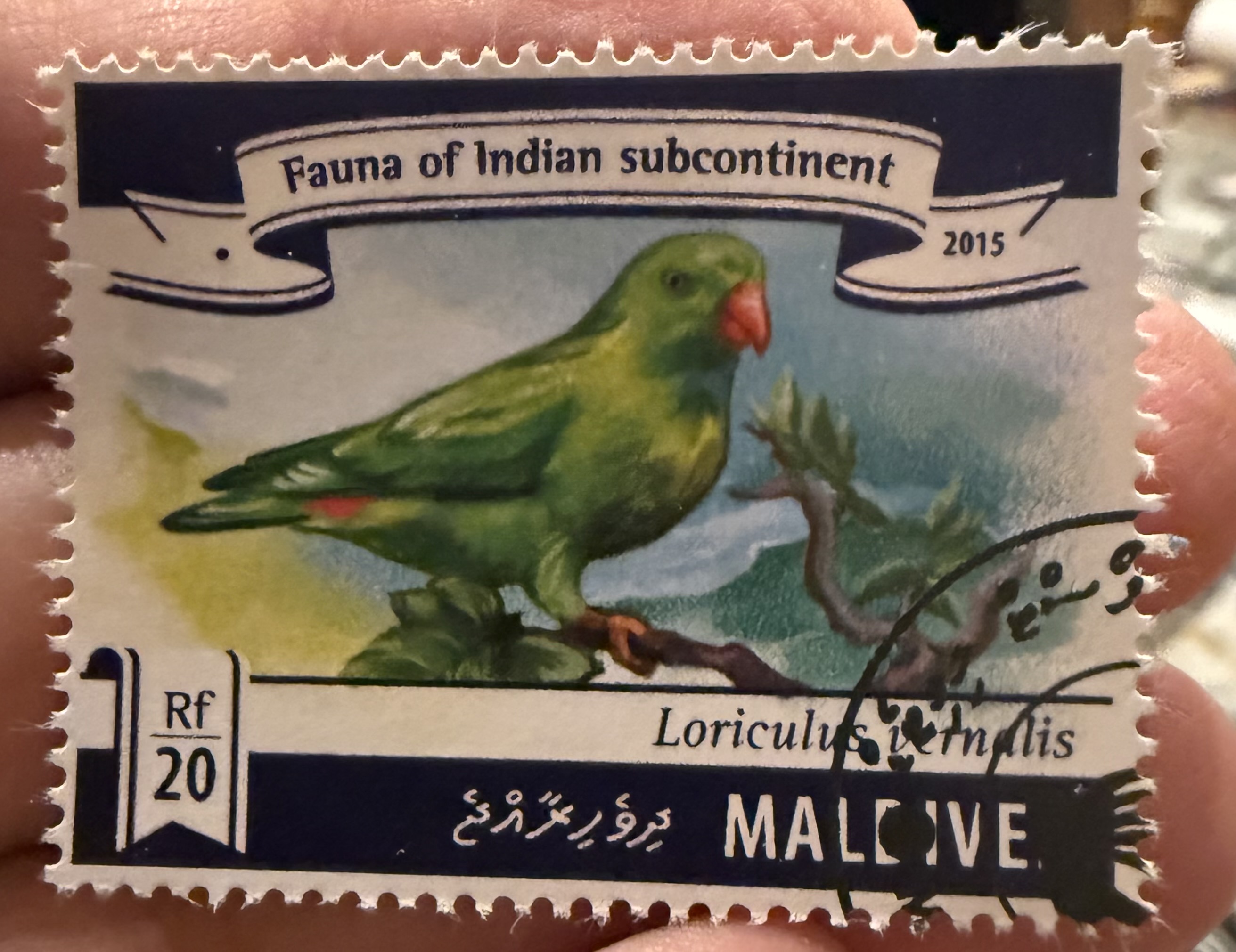 Vernal Hanging Parrot, Maldives, 2015