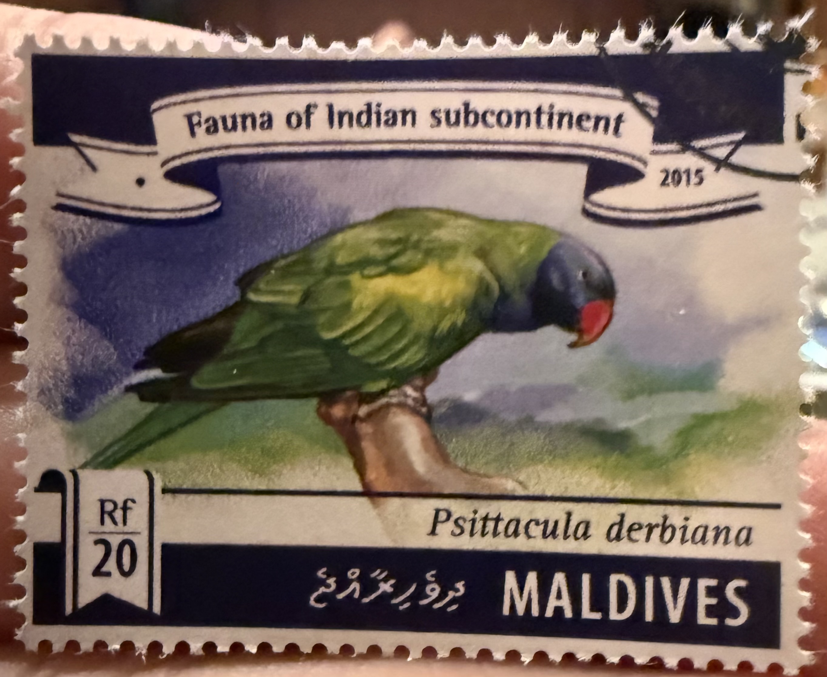 Derbyan Parakeet, Maldives, 2015