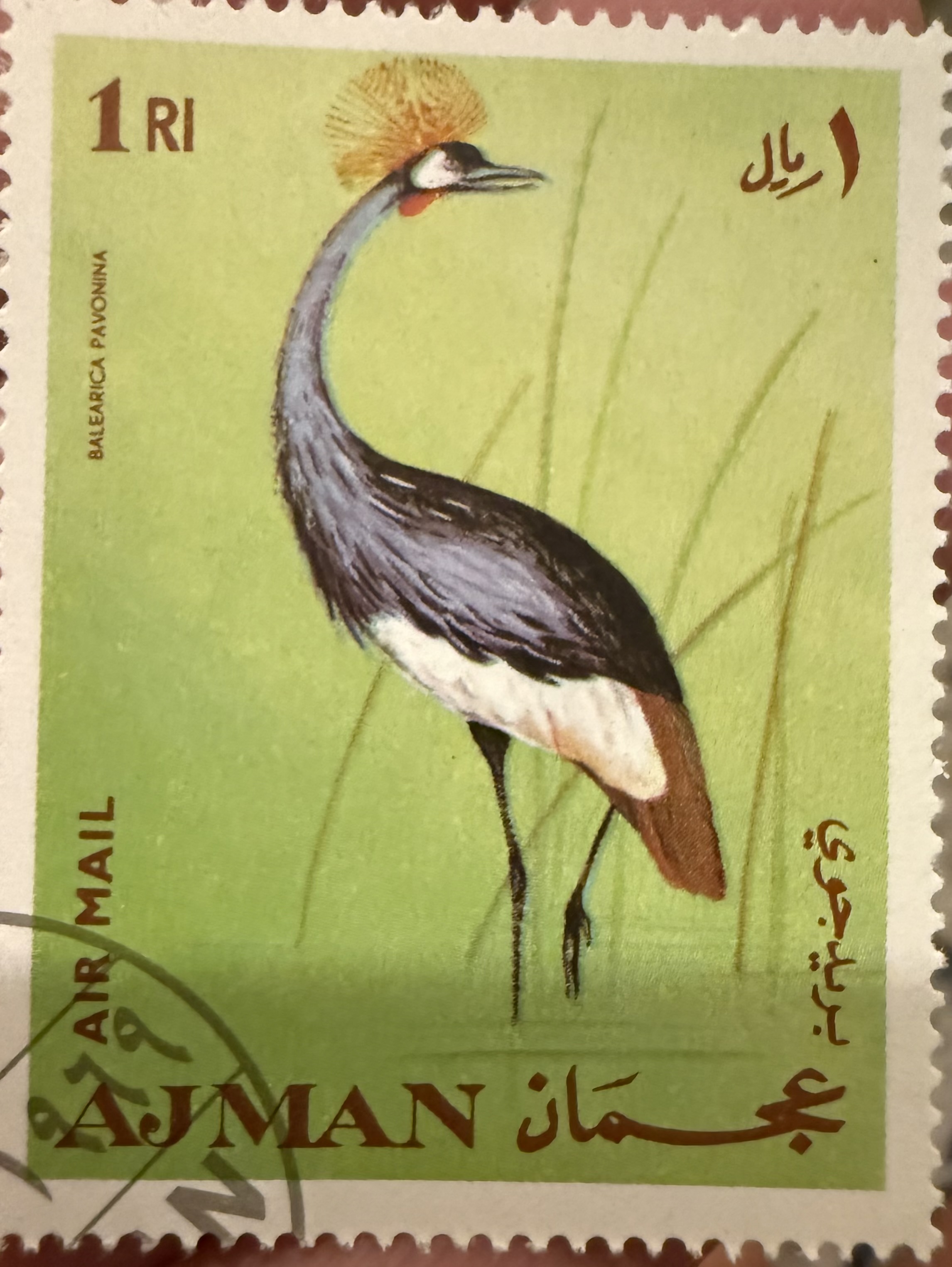 Black-crowned Crane, Ajman, 1967
