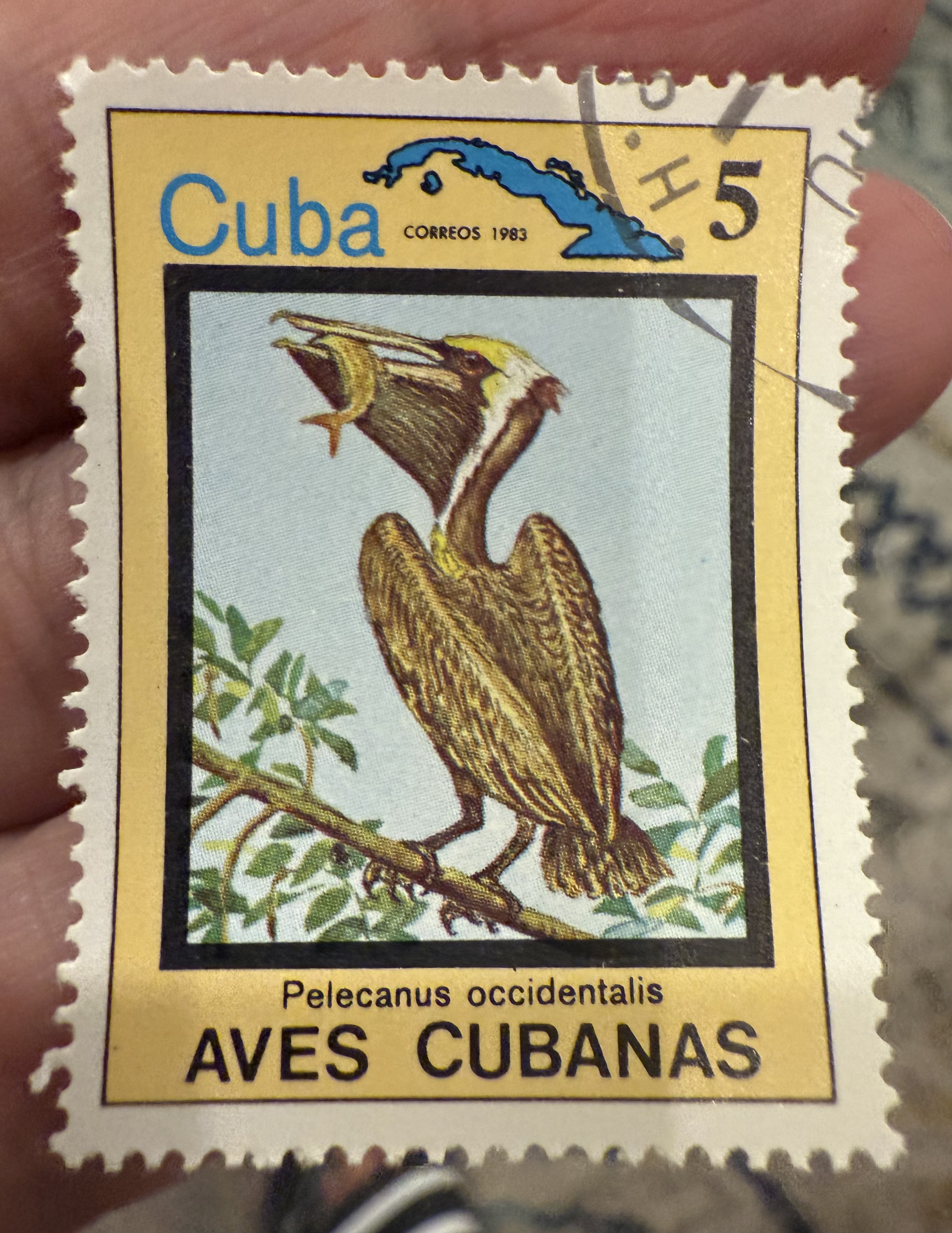 Brown Pelican, Cuba, 1983