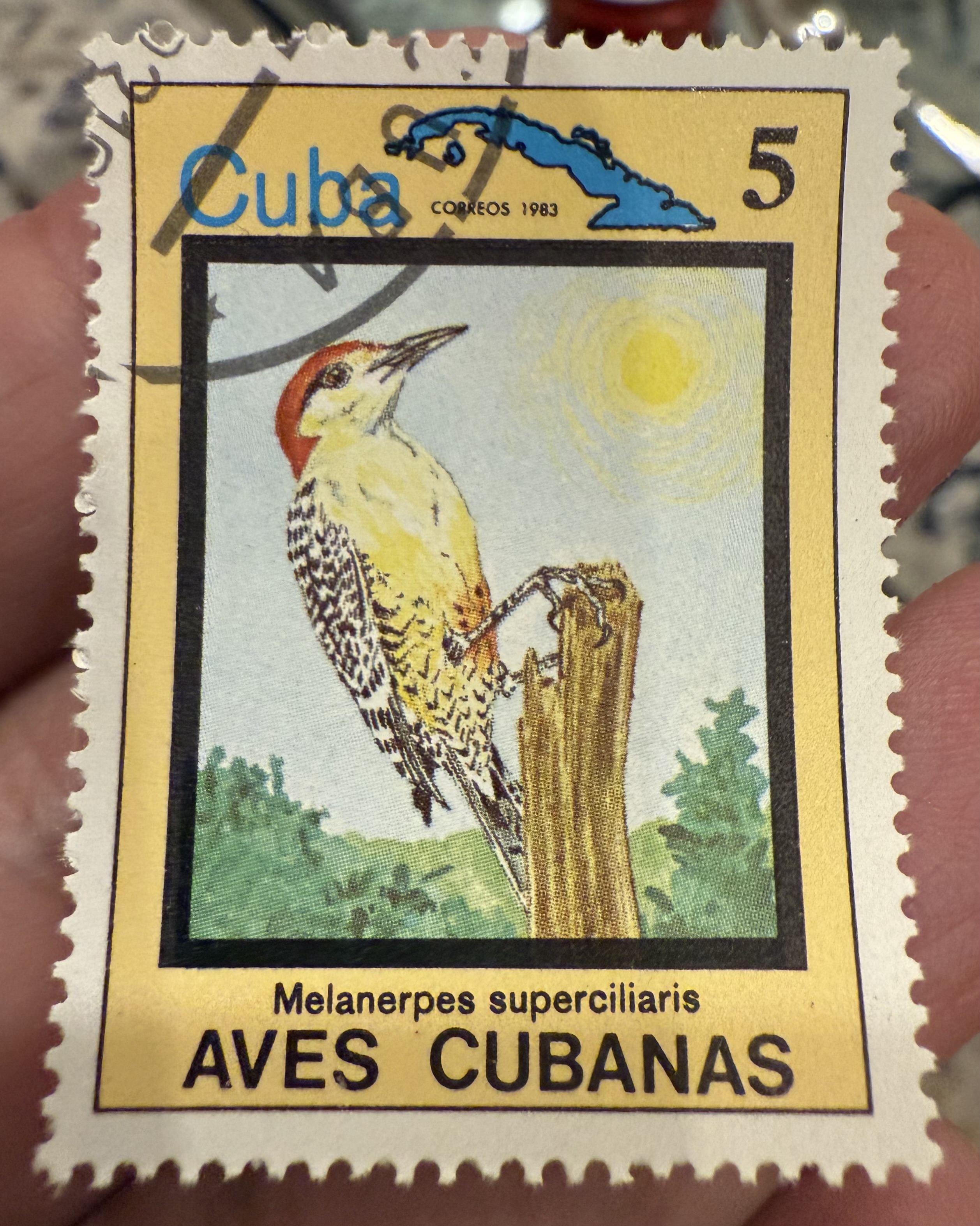 West Indian Woodpecker, Cuba, 1983