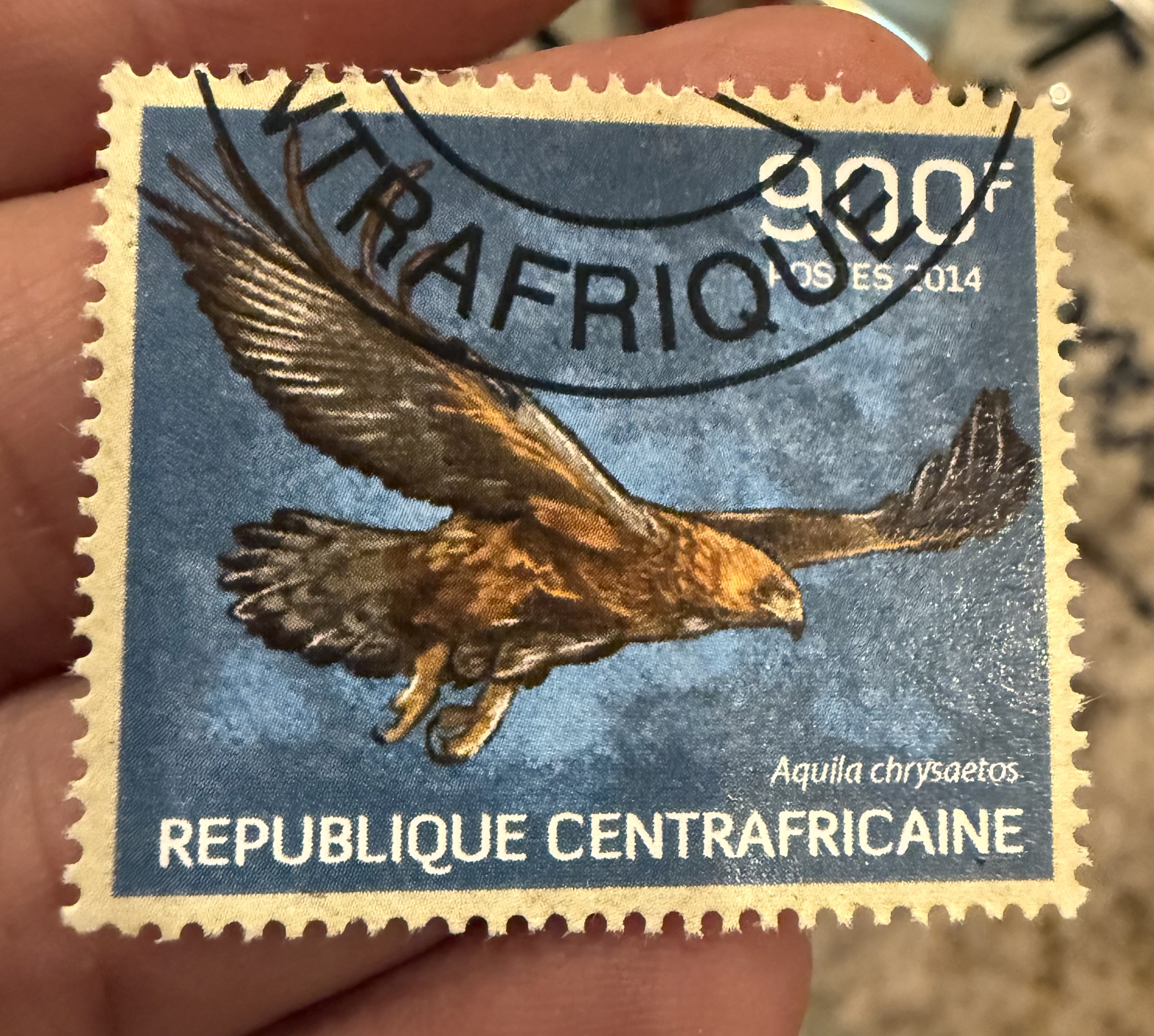 Golden Eagle, Central African Republic, 2014