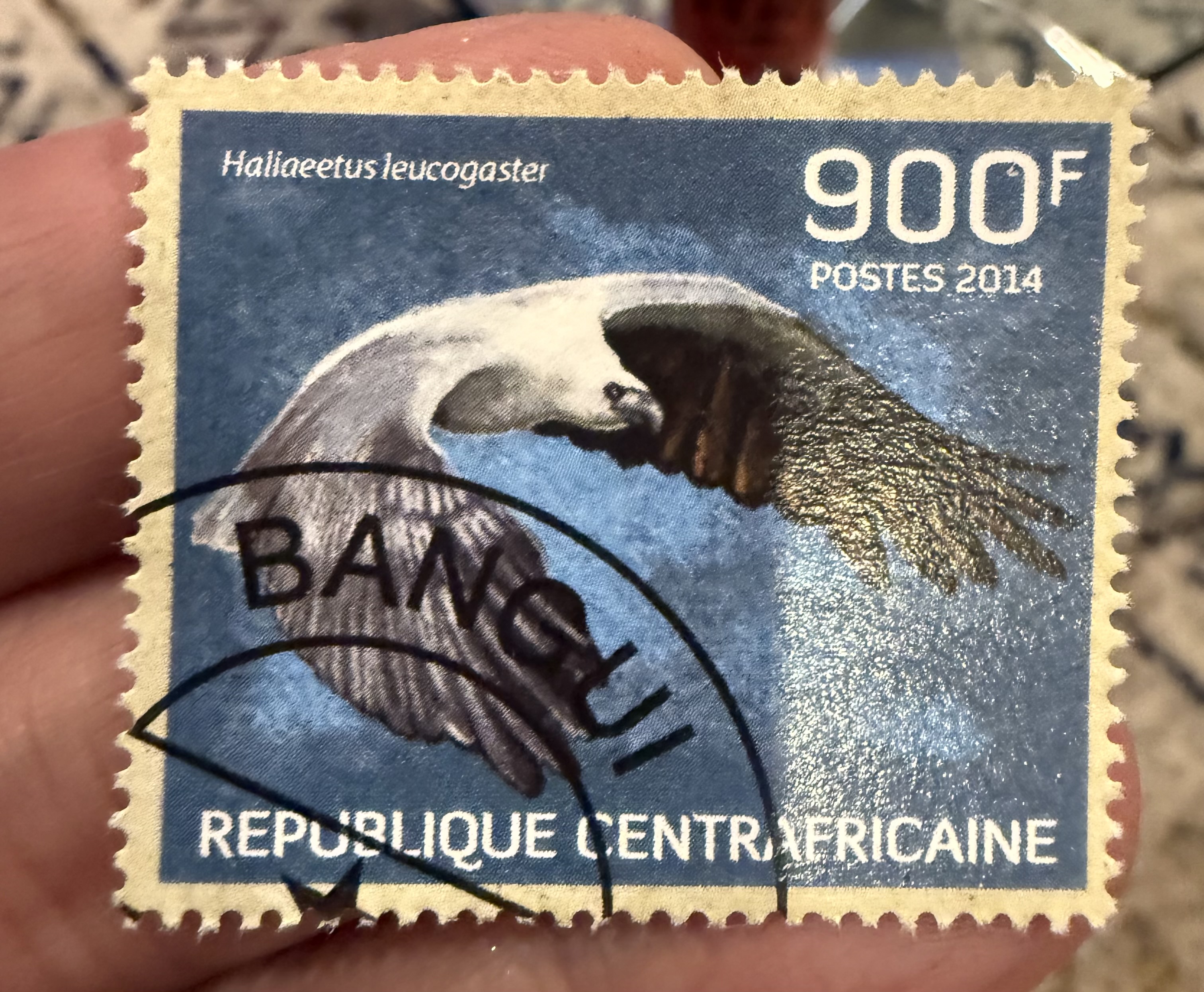 Bald Eagle, Central African Republic, 2014