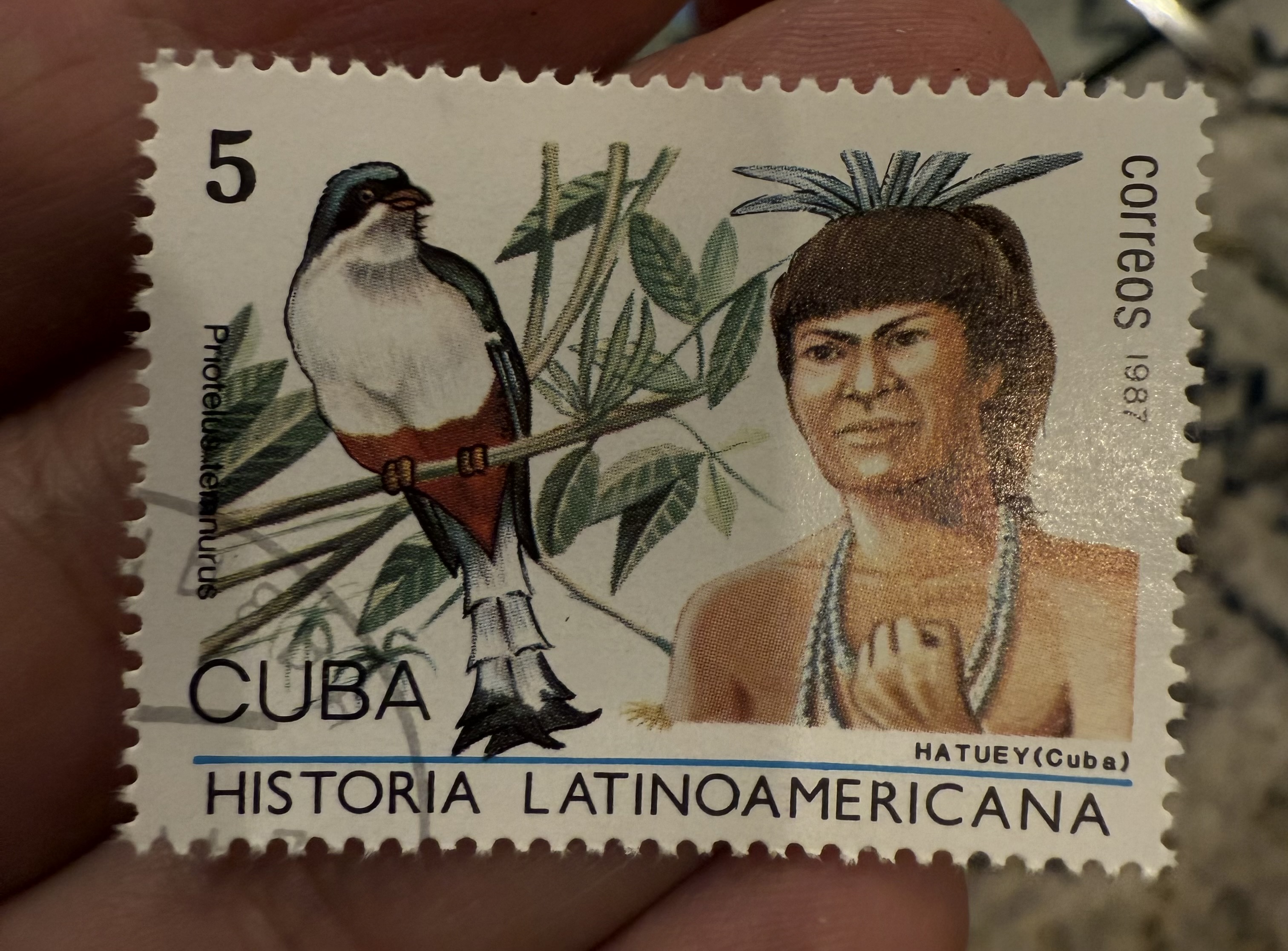 Cuban Trogon, Cuba, 1987
