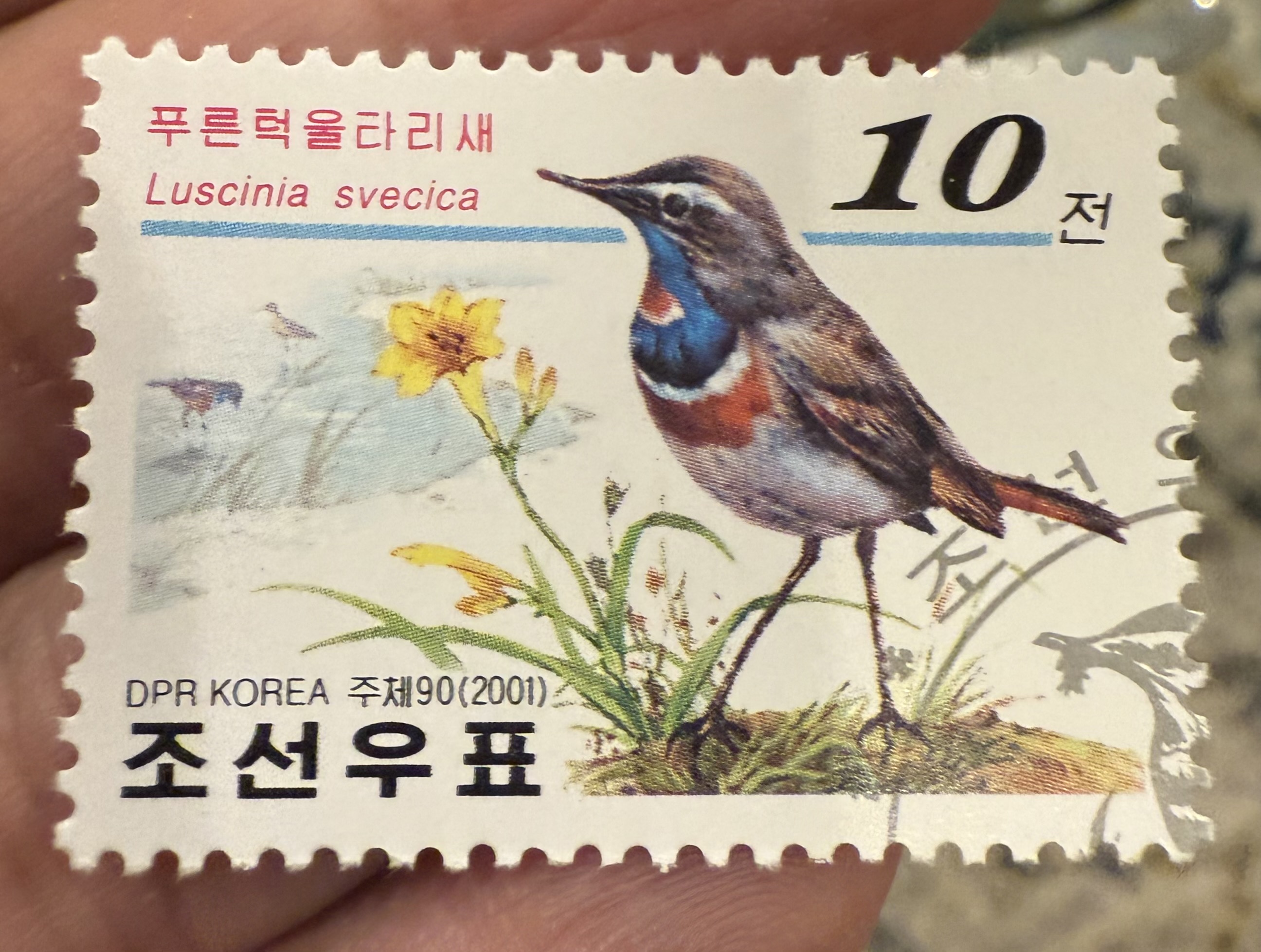 Bluethroat, North Korea, 2001