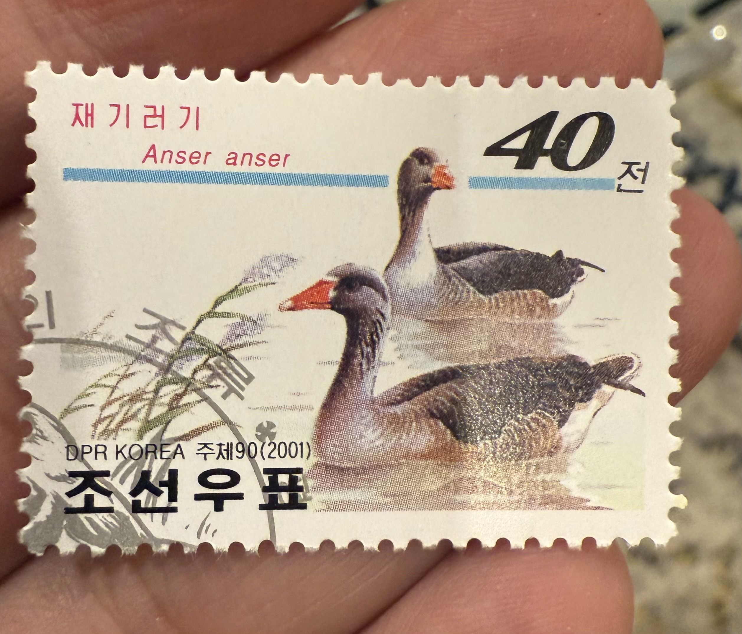 Greylag Goose, North Korea, 2001
