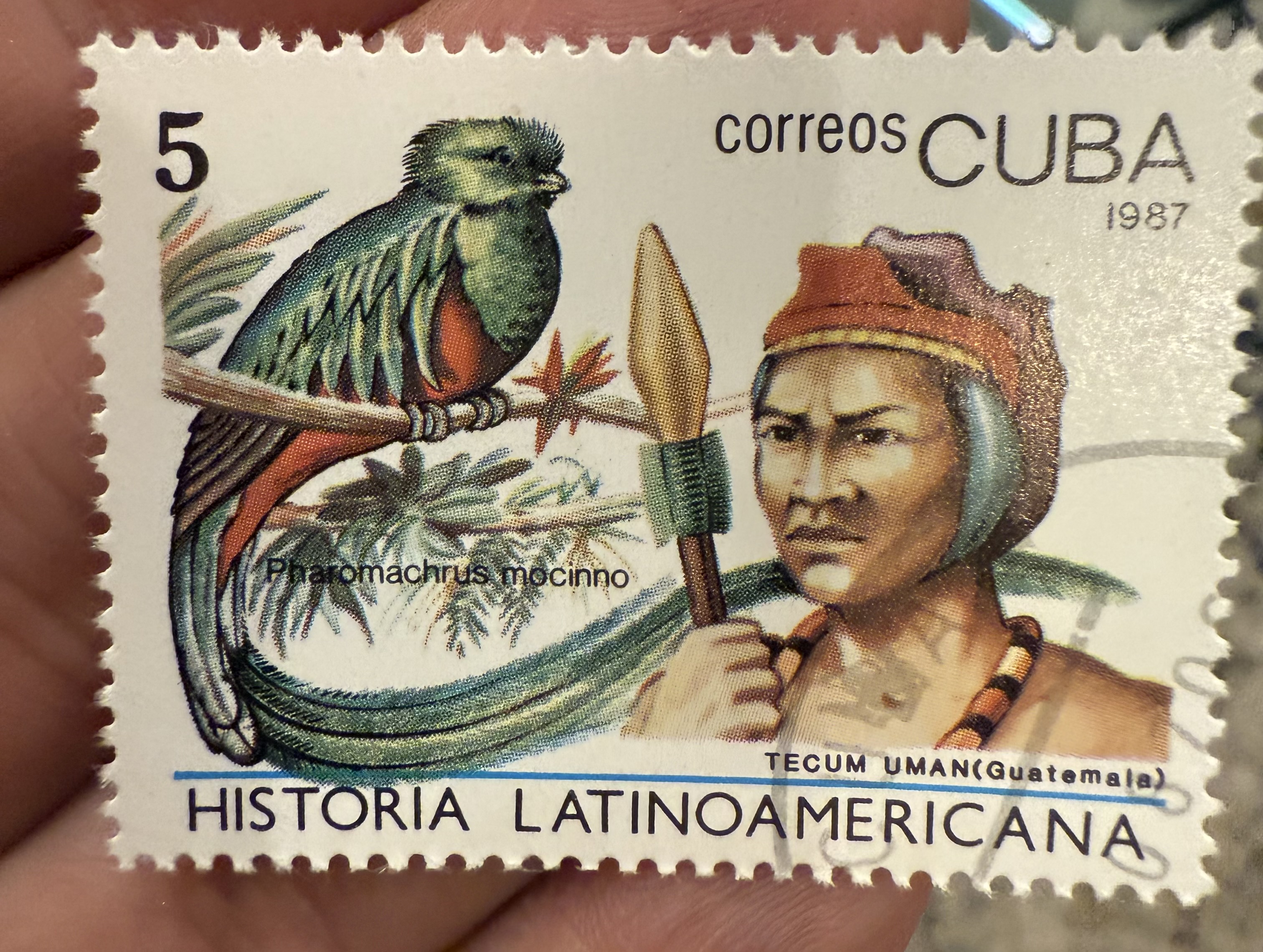 Resplendent Quetzal, Cuba, 1987