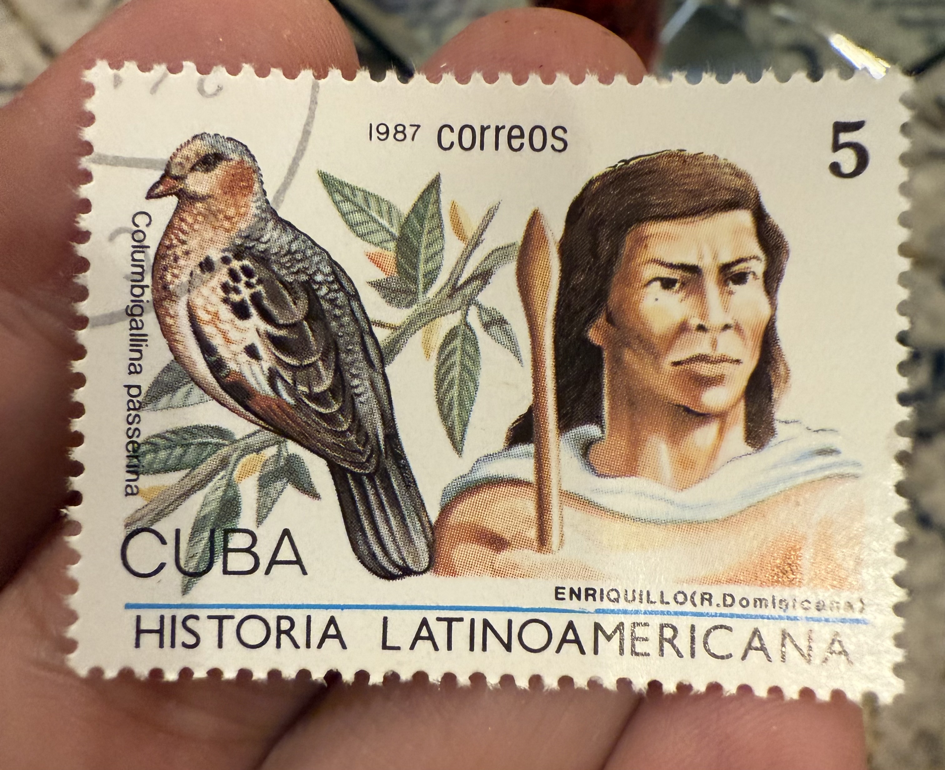 Common Ground Dove, Cuba, 1987