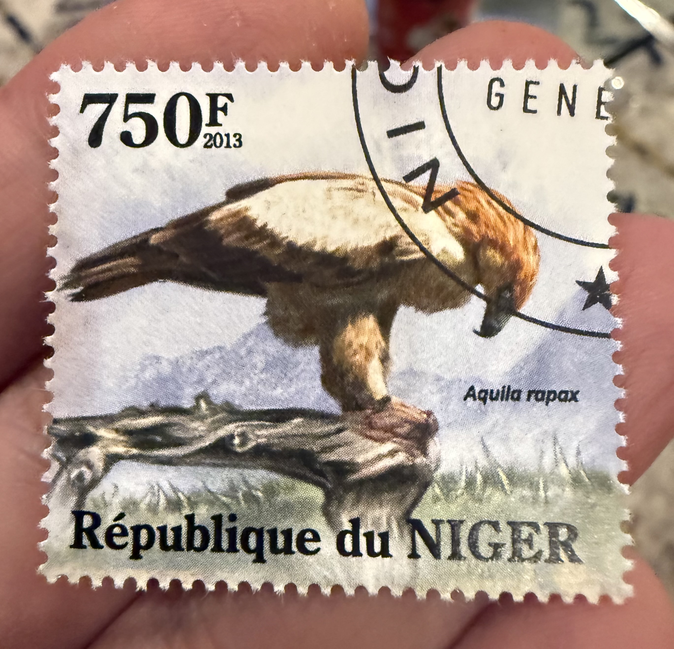 Tawny Eagle, Niger, 2013