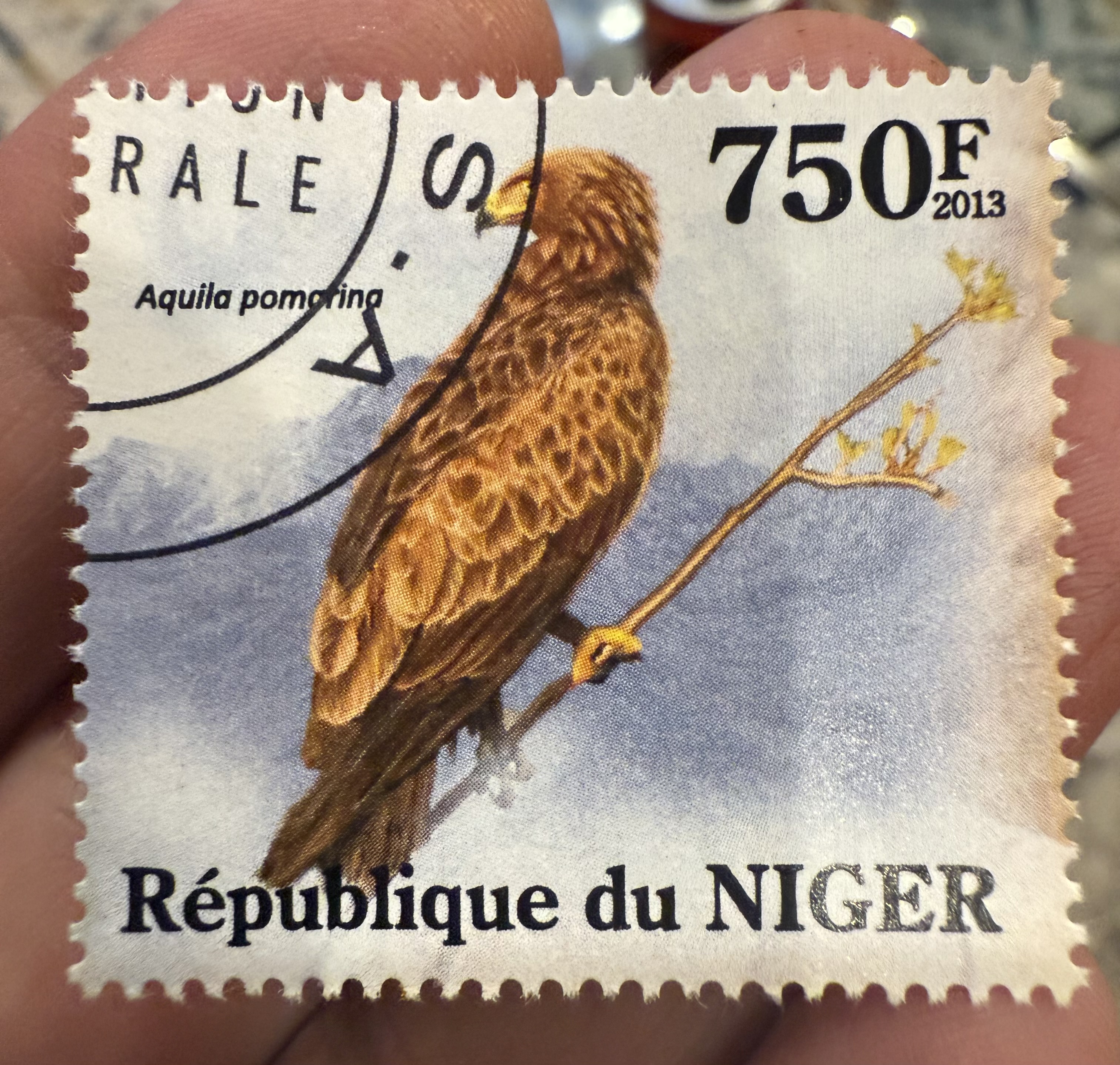 Pomarine Eagle, Niger, 2013