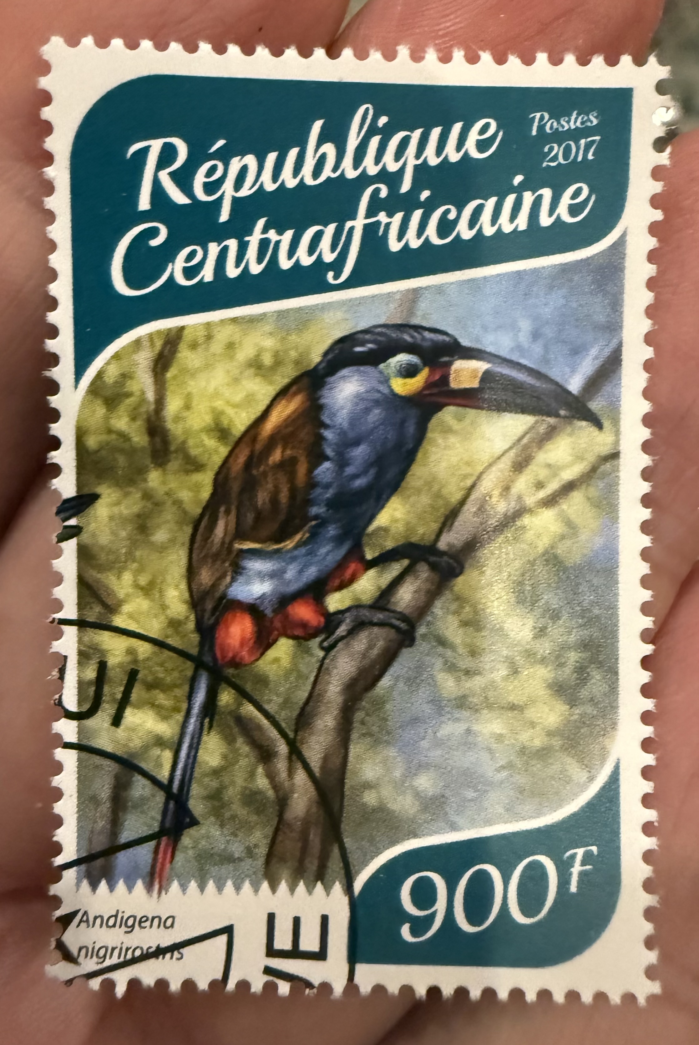 Black-billed Mountain Toucan (Andigena nigrirostris) Central African Republic, 900 F, 2017