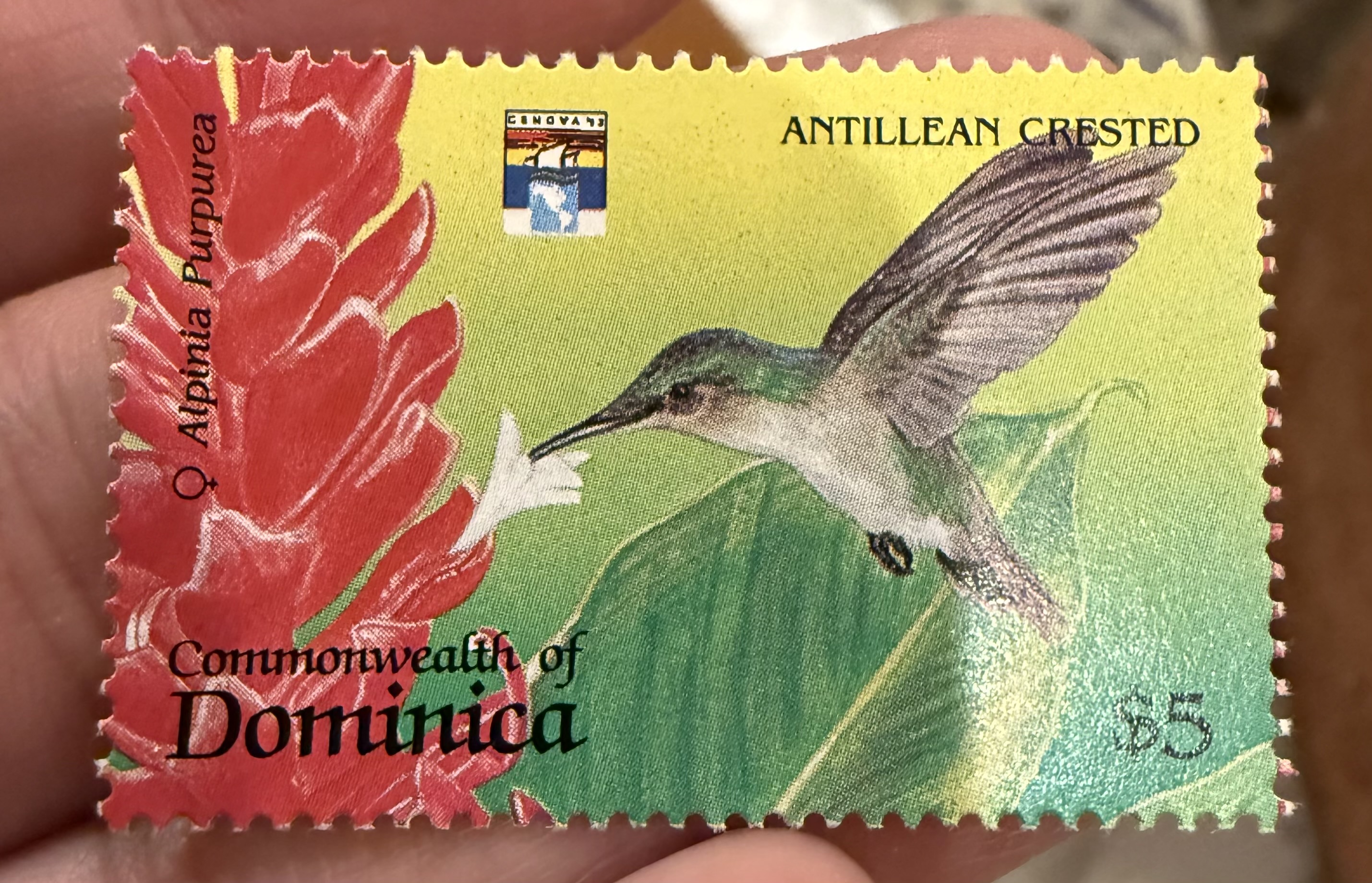 Antillean Crested Hummingbird, Dominica, 1975