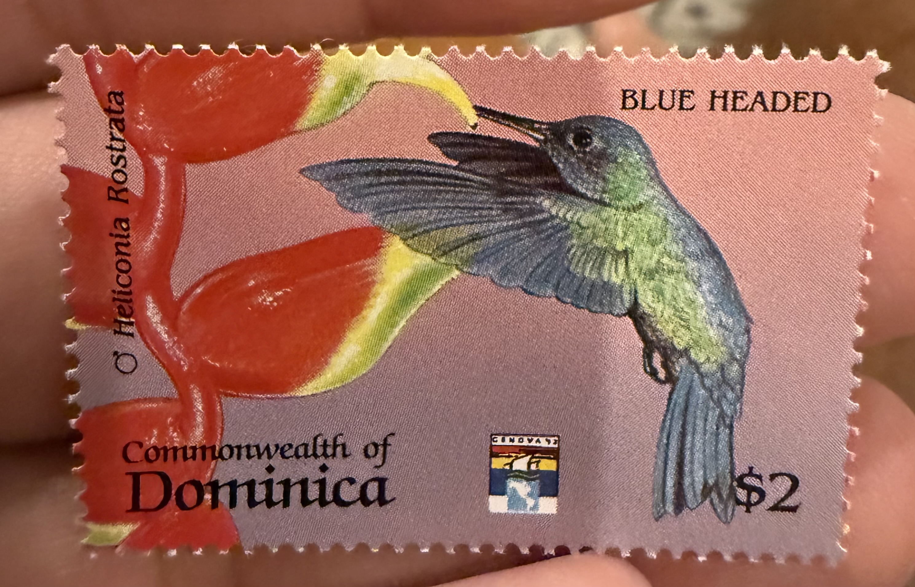 Blue-headed Hummingbird, Dominica, 1975