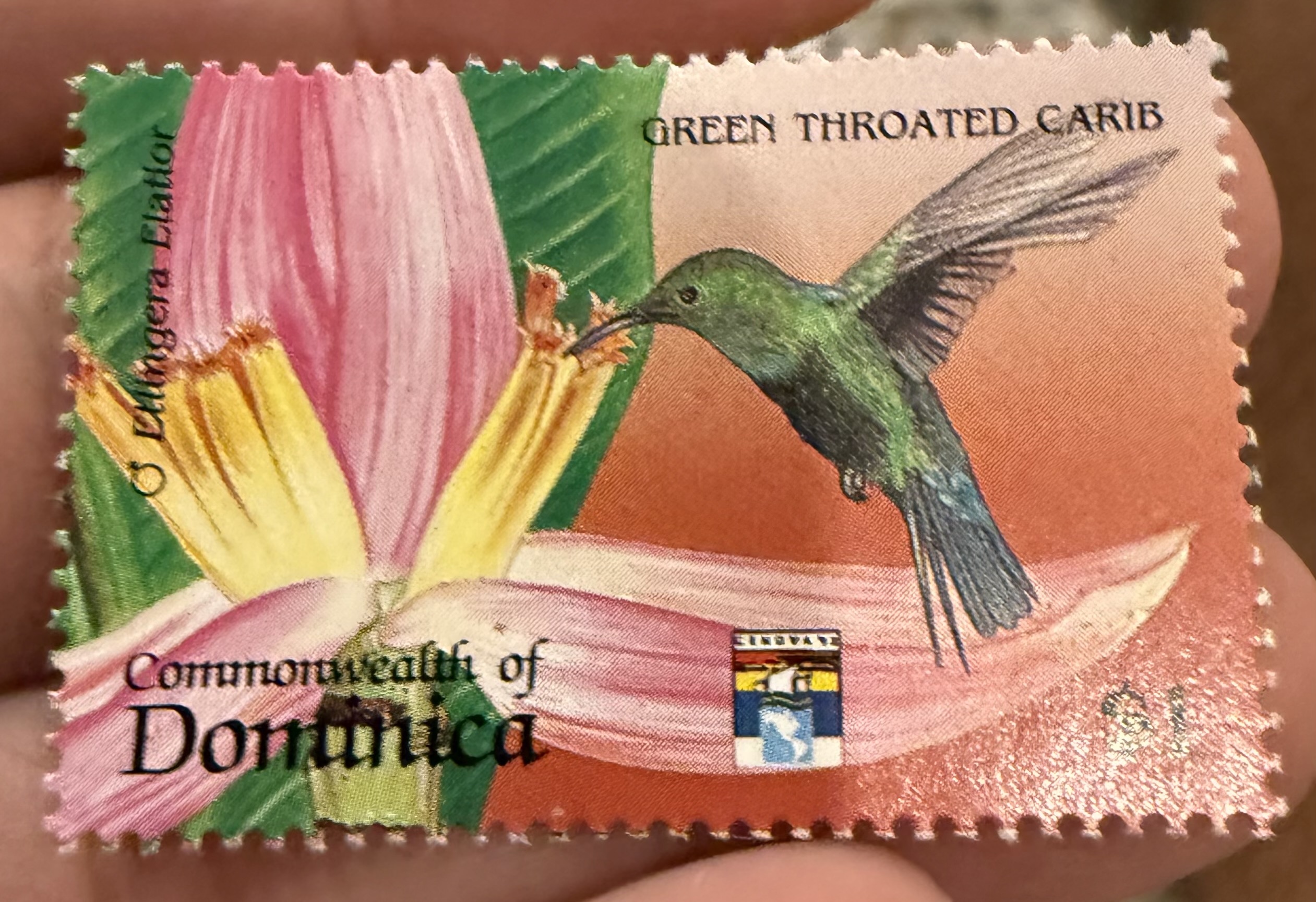 Green-throated Carib Hummingbird, Dominica, 1975