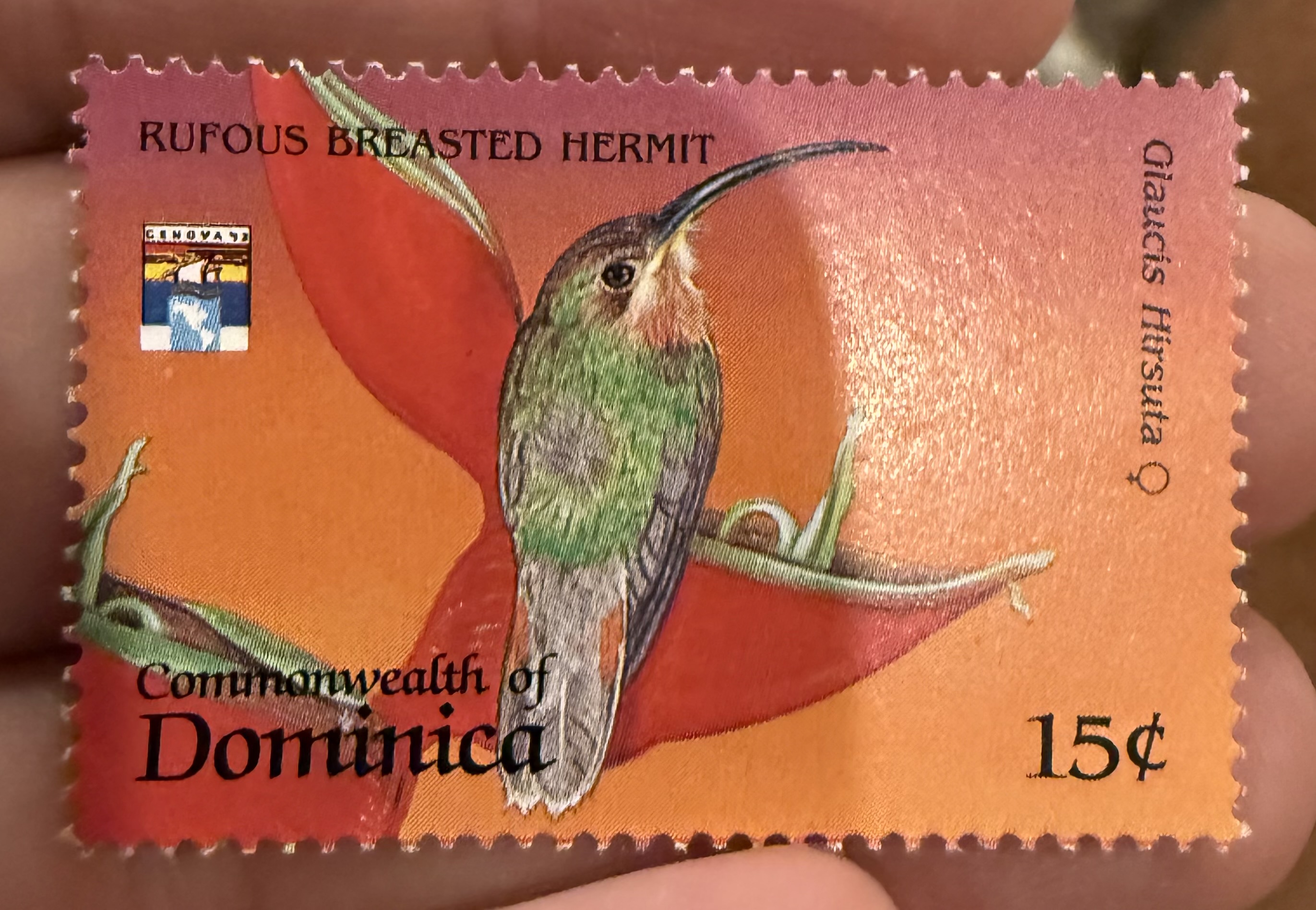 Rufous-breasted Hermit, Dominica, 1975