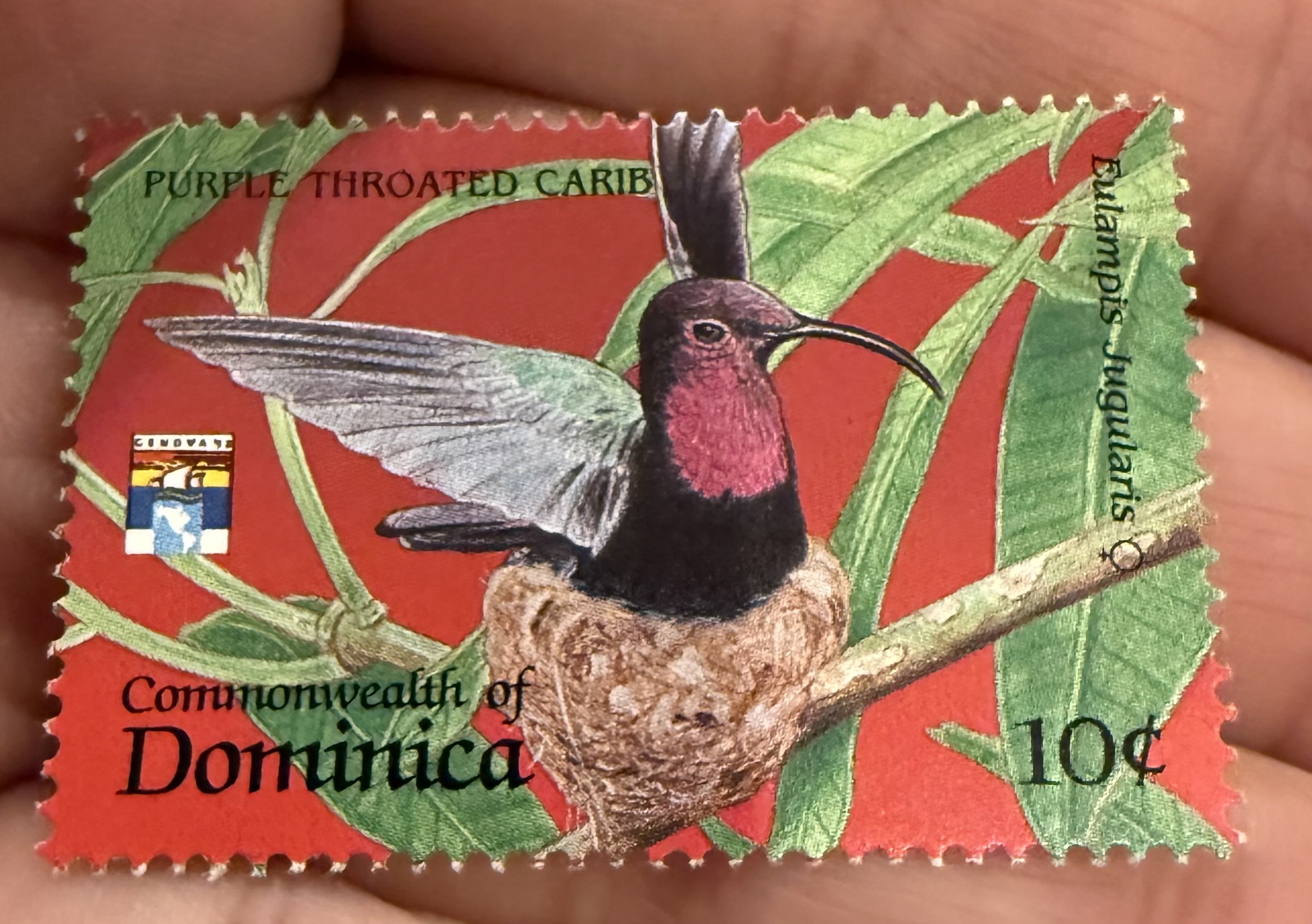 Purple-throated Carib Hummingbird, Dominica, 1975