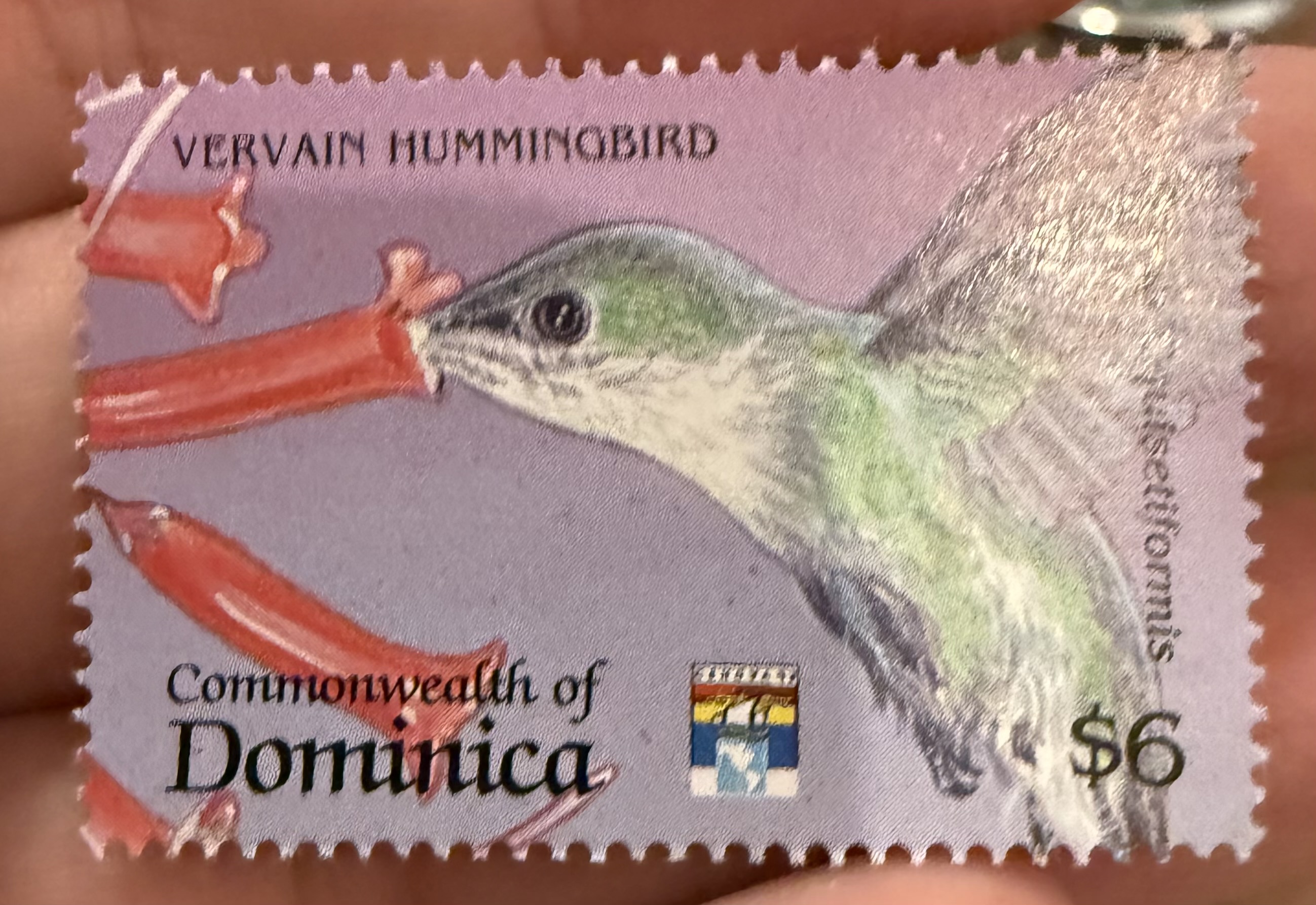 Vervain Hummingbird, Dominica, 1975