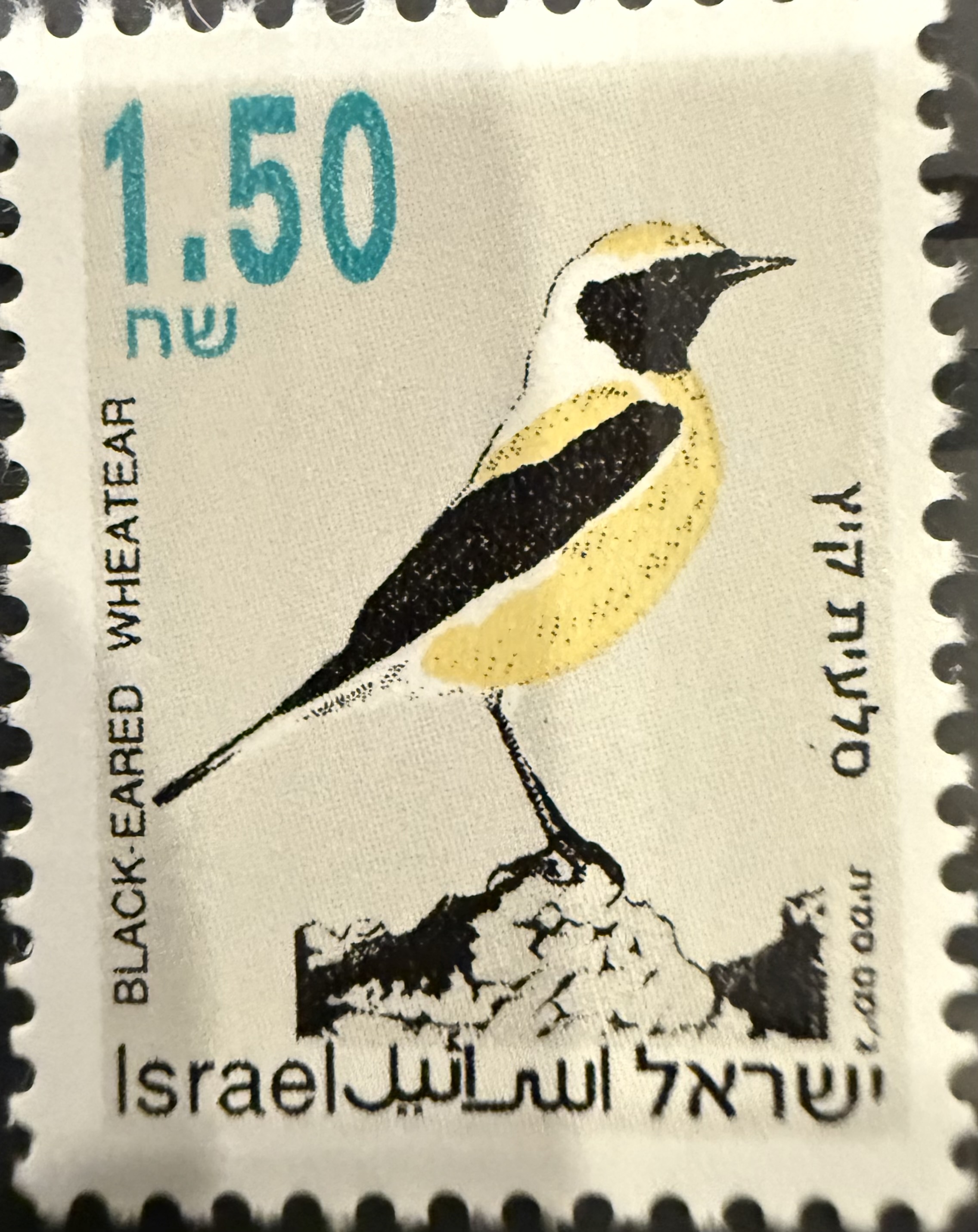 Black-eared Wheatear (Oenanthe hispanica) — Israel, 1992
