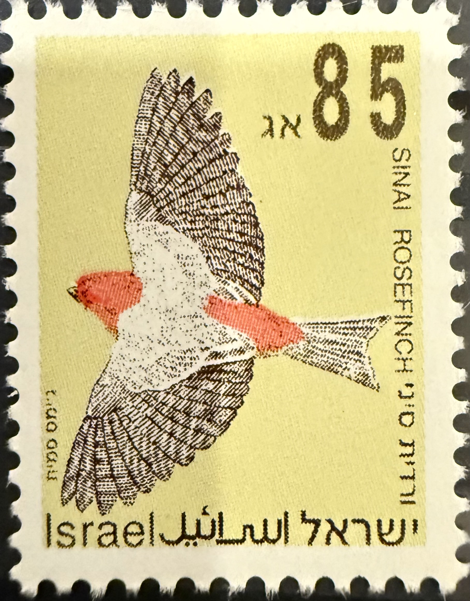 Sinai Rosefinch (Carpodacus synoicus) — Israel, 1994