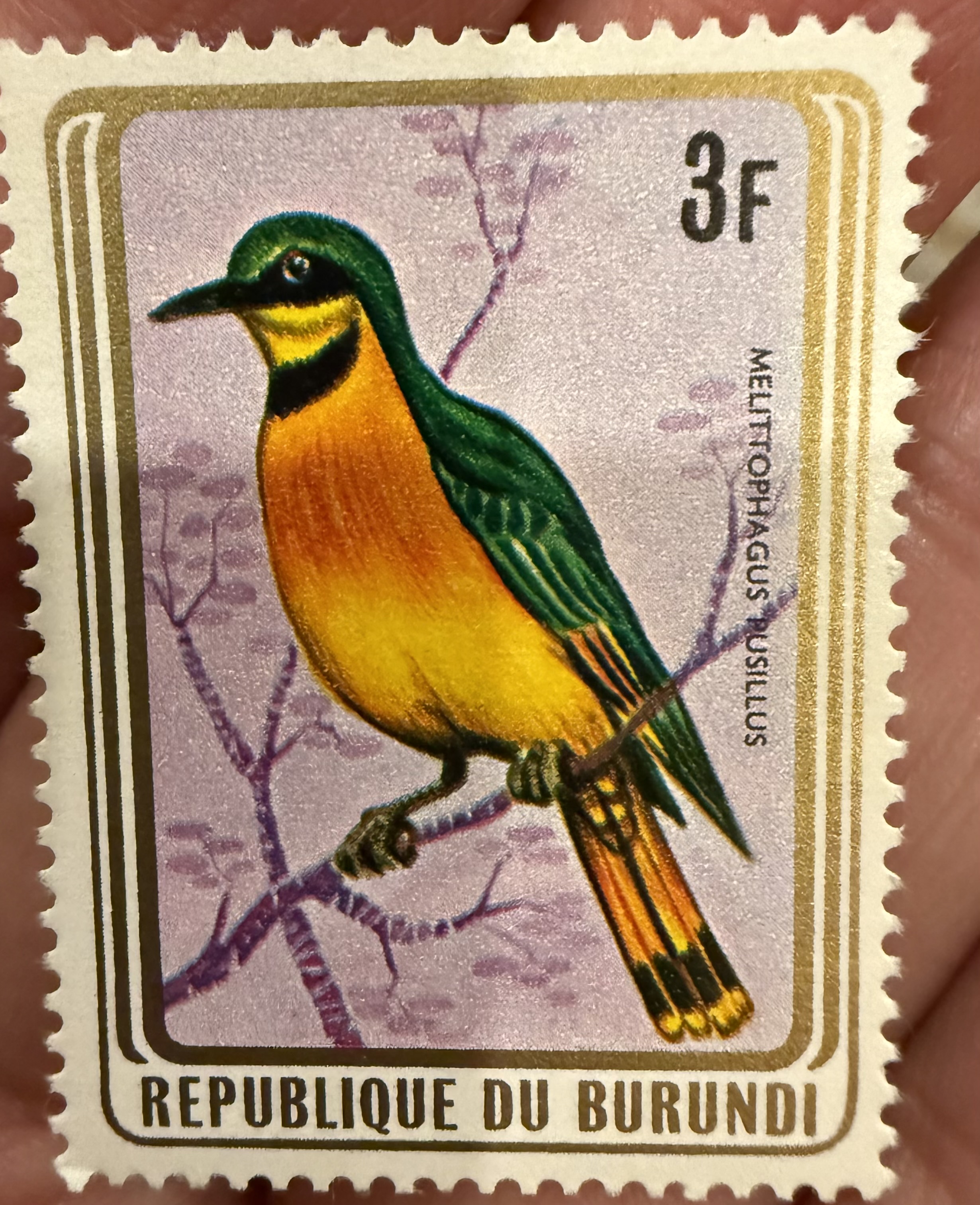 Little Bee-eater, 1965, Burundi