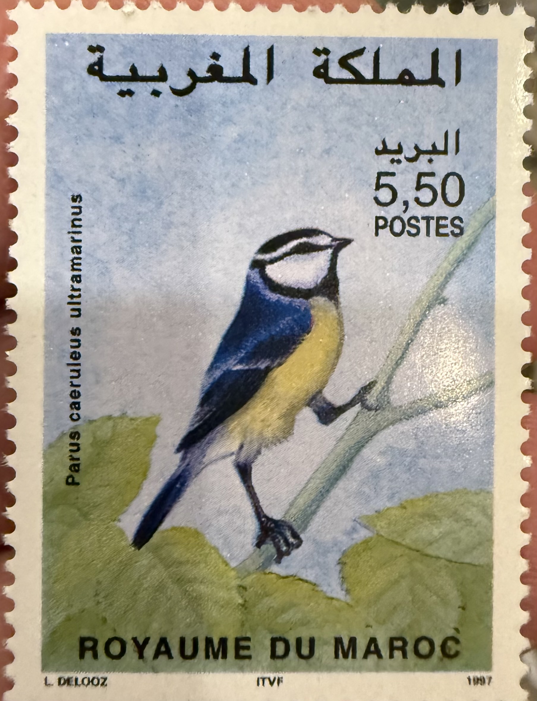 Parus caeruleus ultramarinus, Morocco, 1997