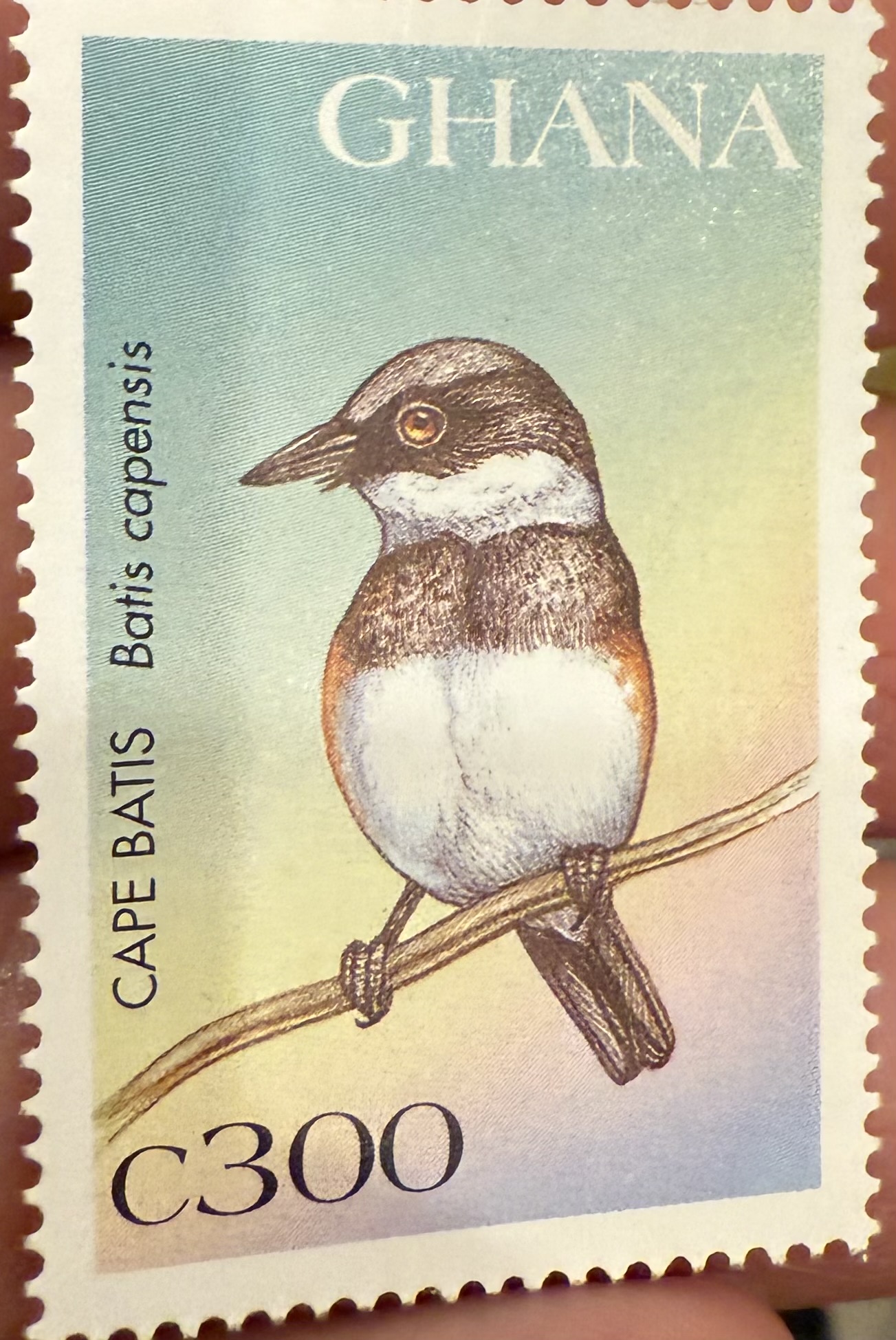 Batis capensis, Ghana, 1967