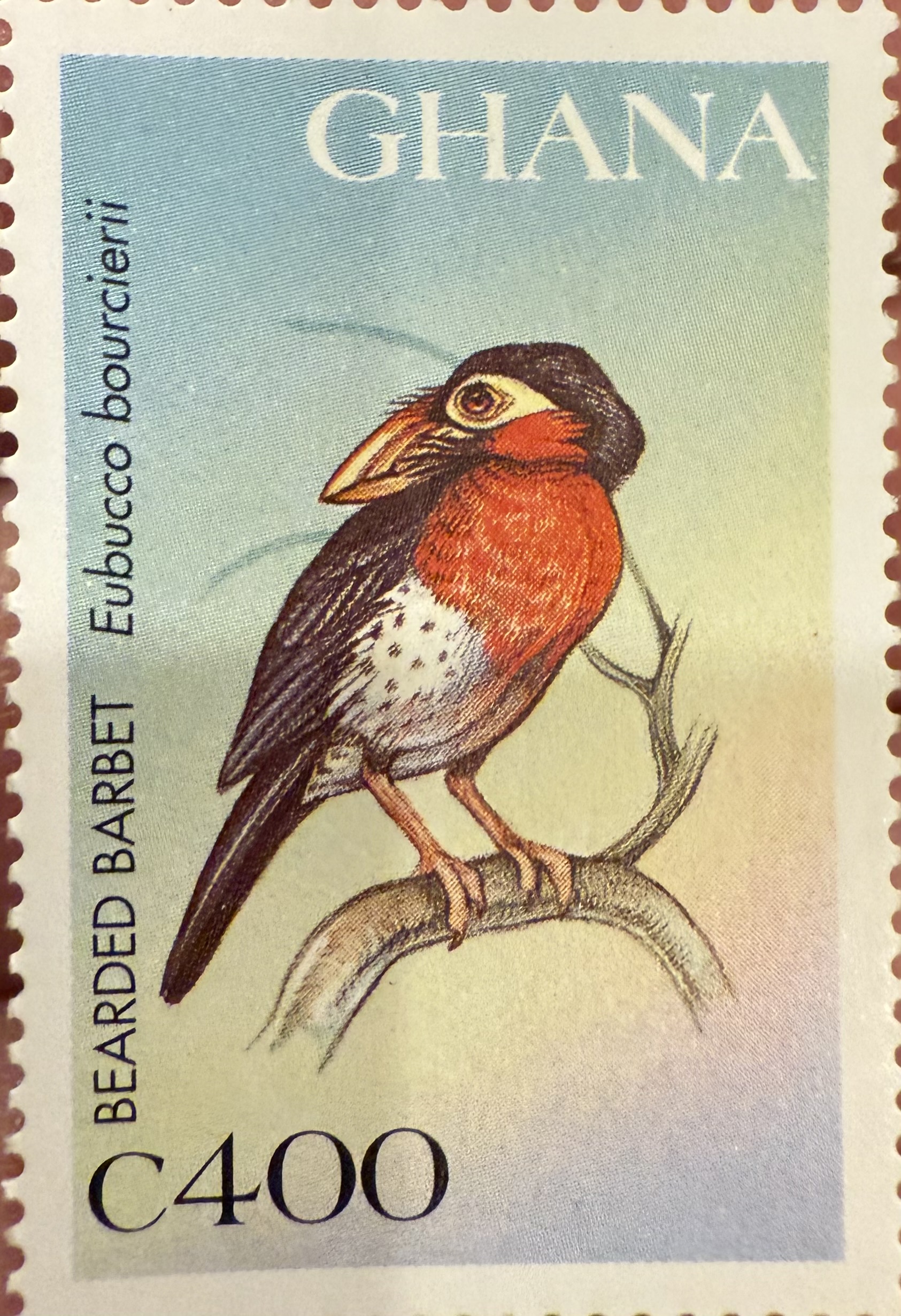 Eubucco bourcierii, Ghana, 1967