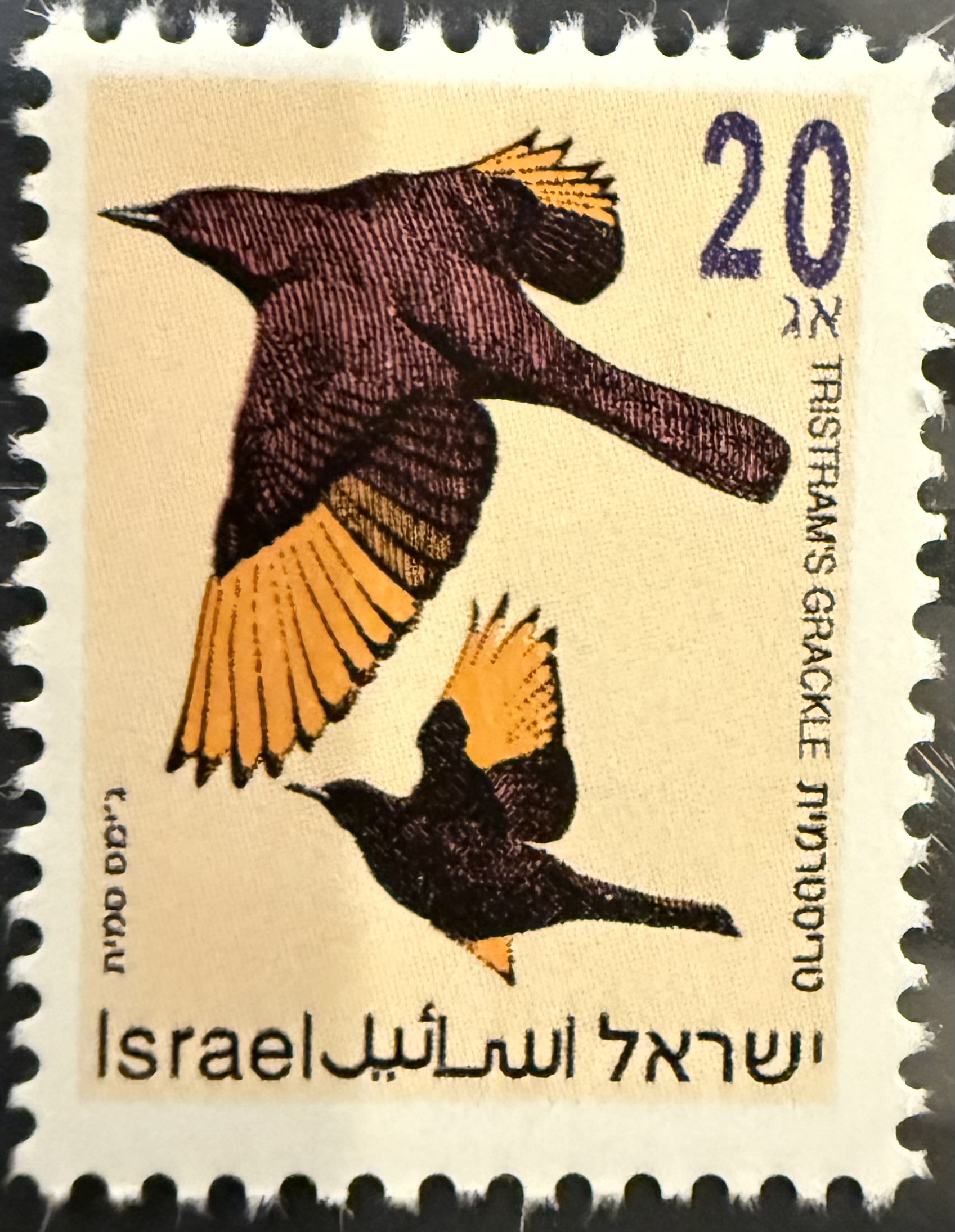 Tristram’s Grackle (Onychognathus tristramii) — Israel, 1992