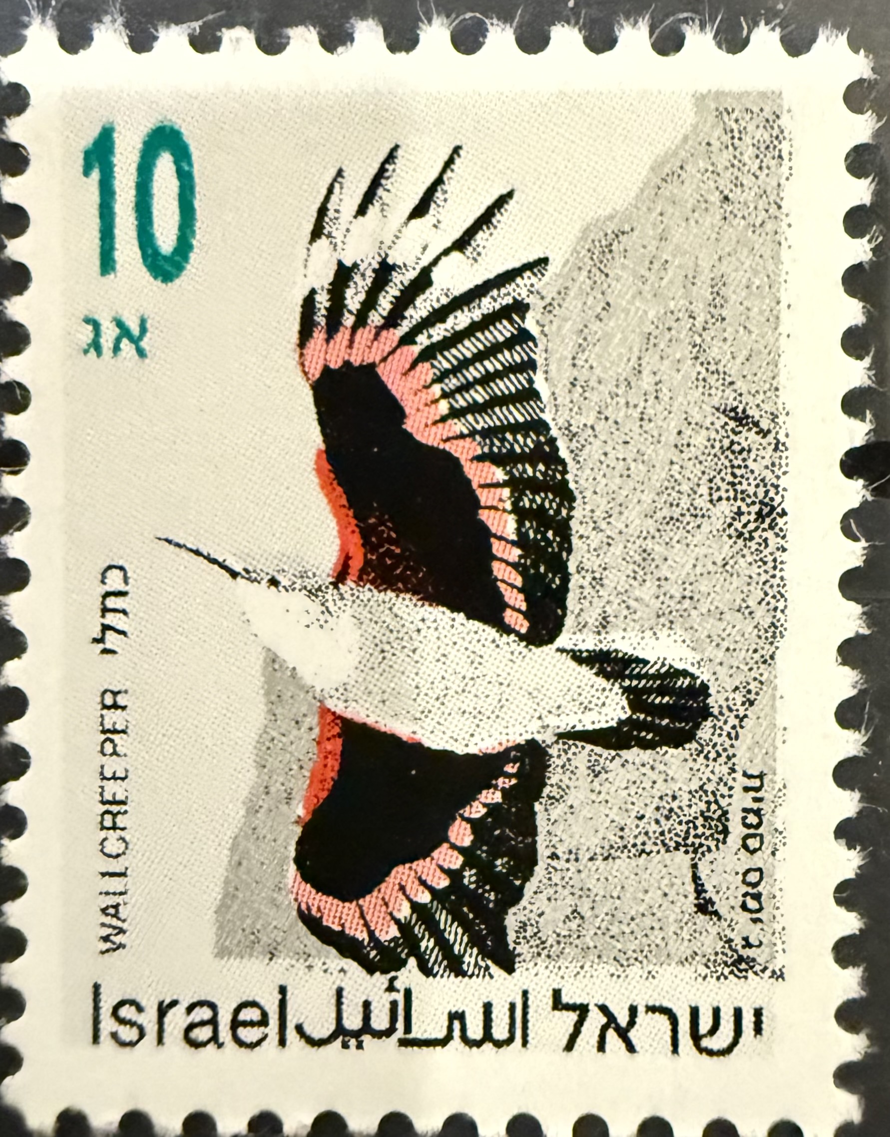 Wallcreeper (Tichodroma muraria) — Israel, 1992