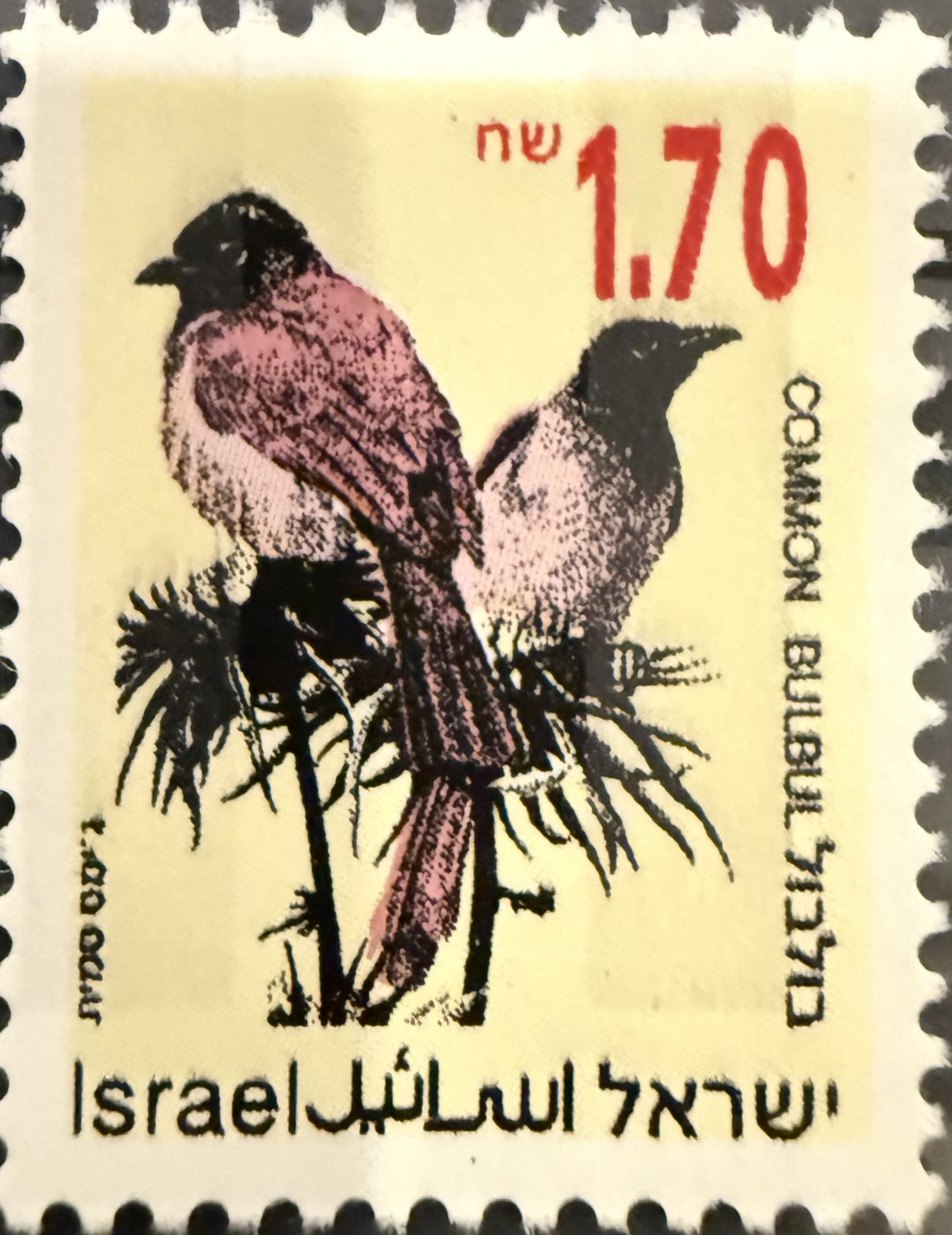 Common Bulbul (Pycnonotus barbatus) — Israel, 1993