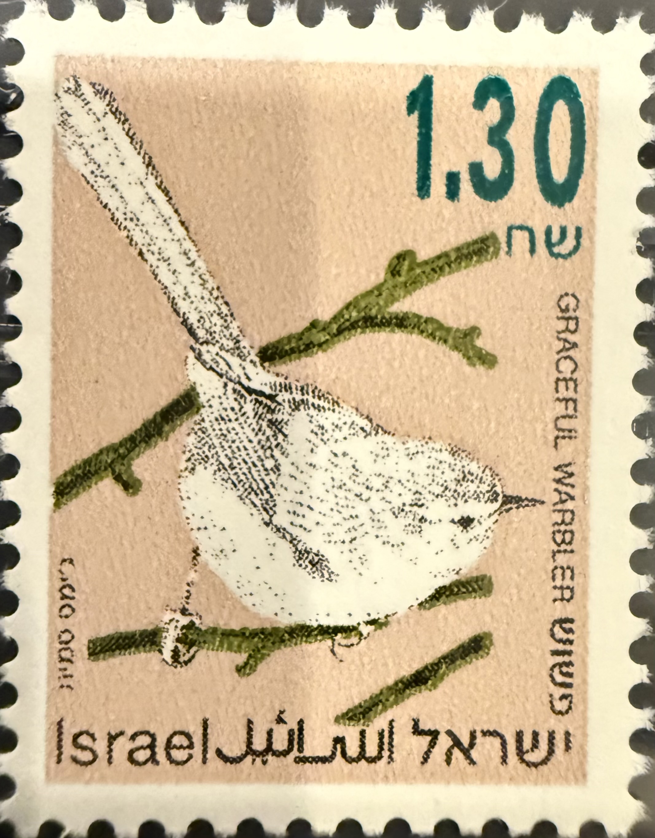 Graceful Warbler (Prinia gracilis) — Israel, 1992