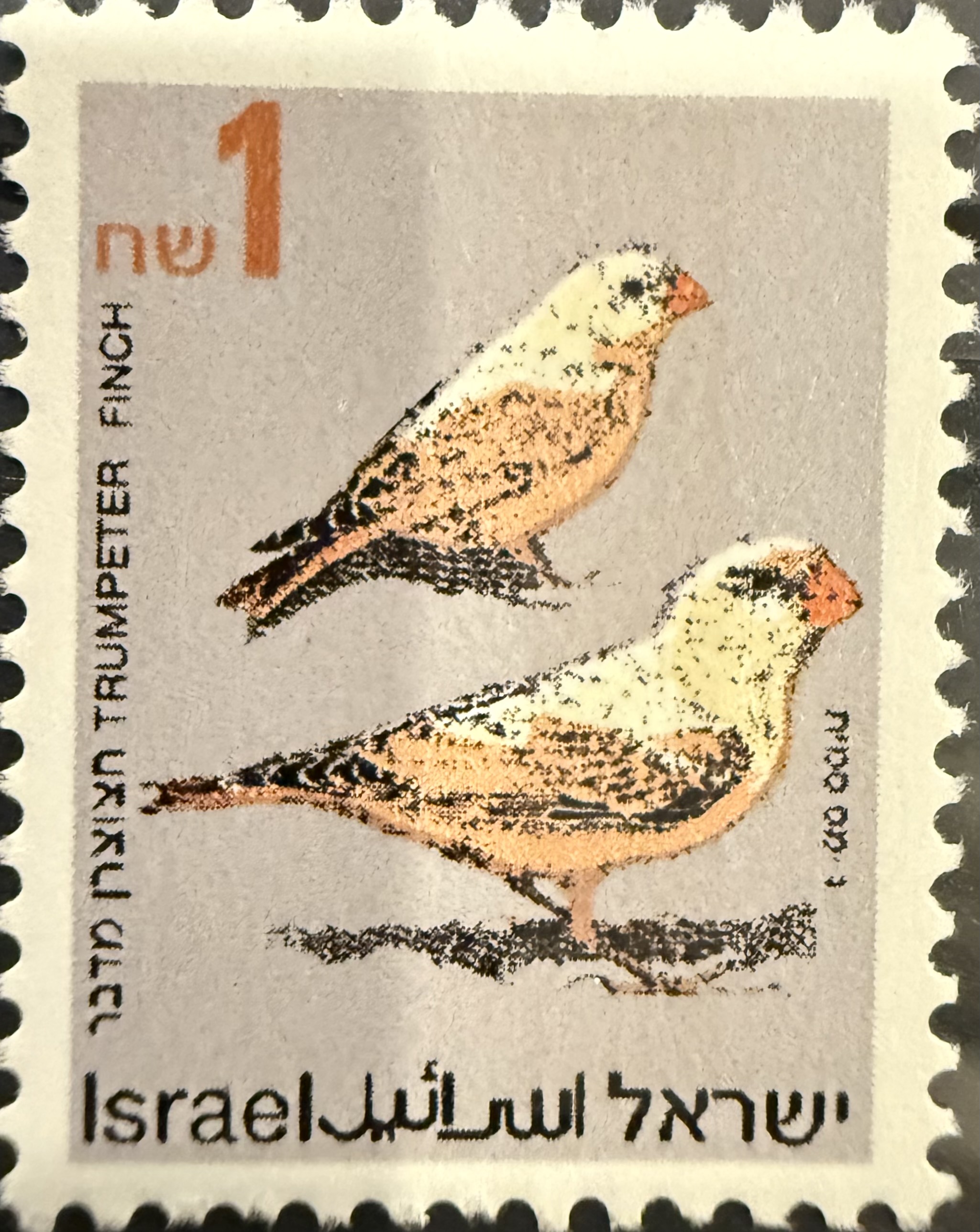 Trumpeter Finch (Rhodospiza githaginea) — Israel, 1995