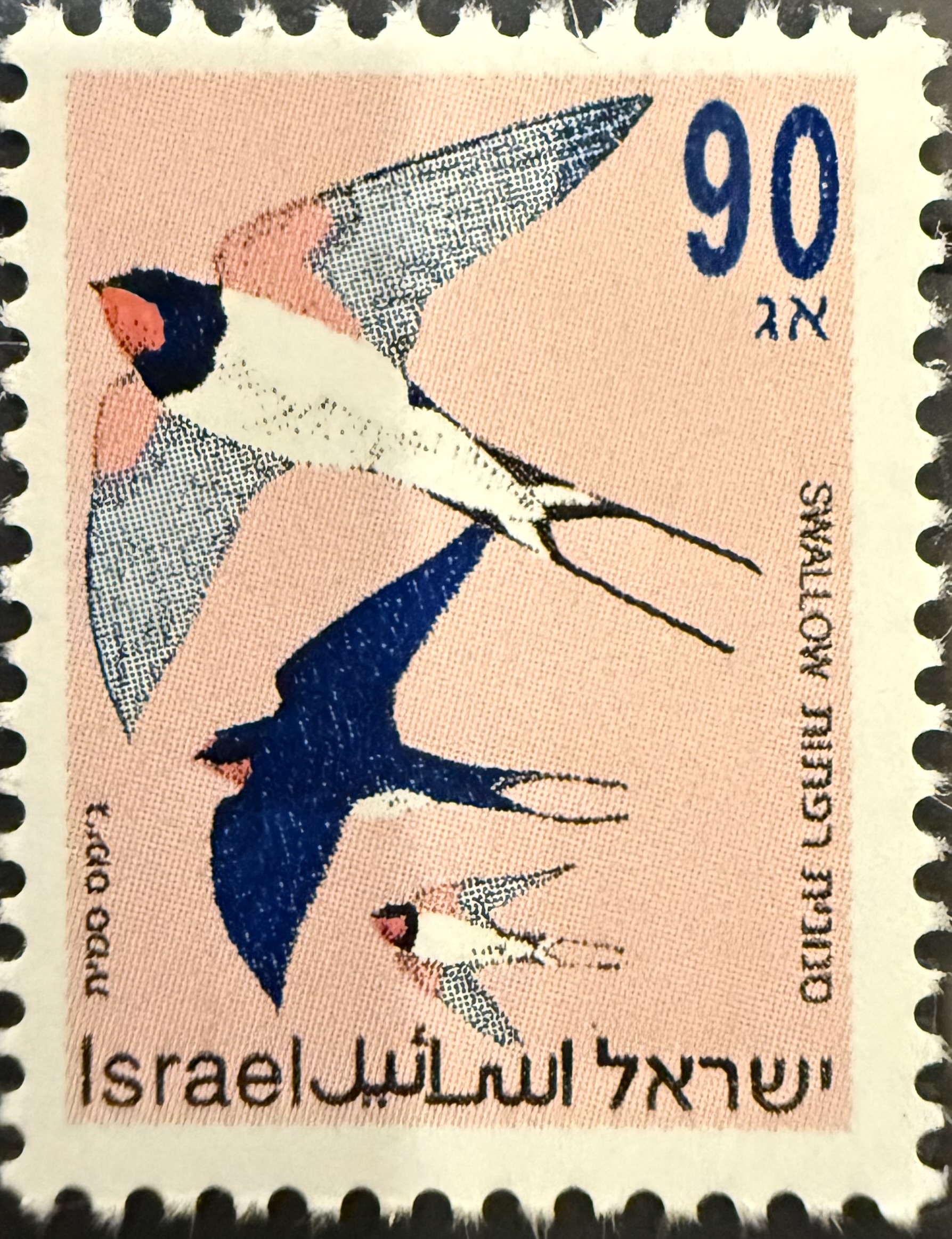 Barn Swallow (Hirundo rustica) — Israel, 1992