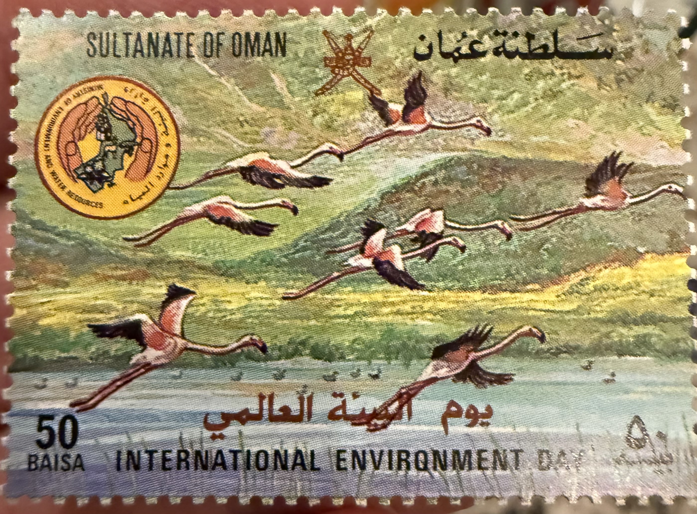 Greater Flamingo, 1974, Oman