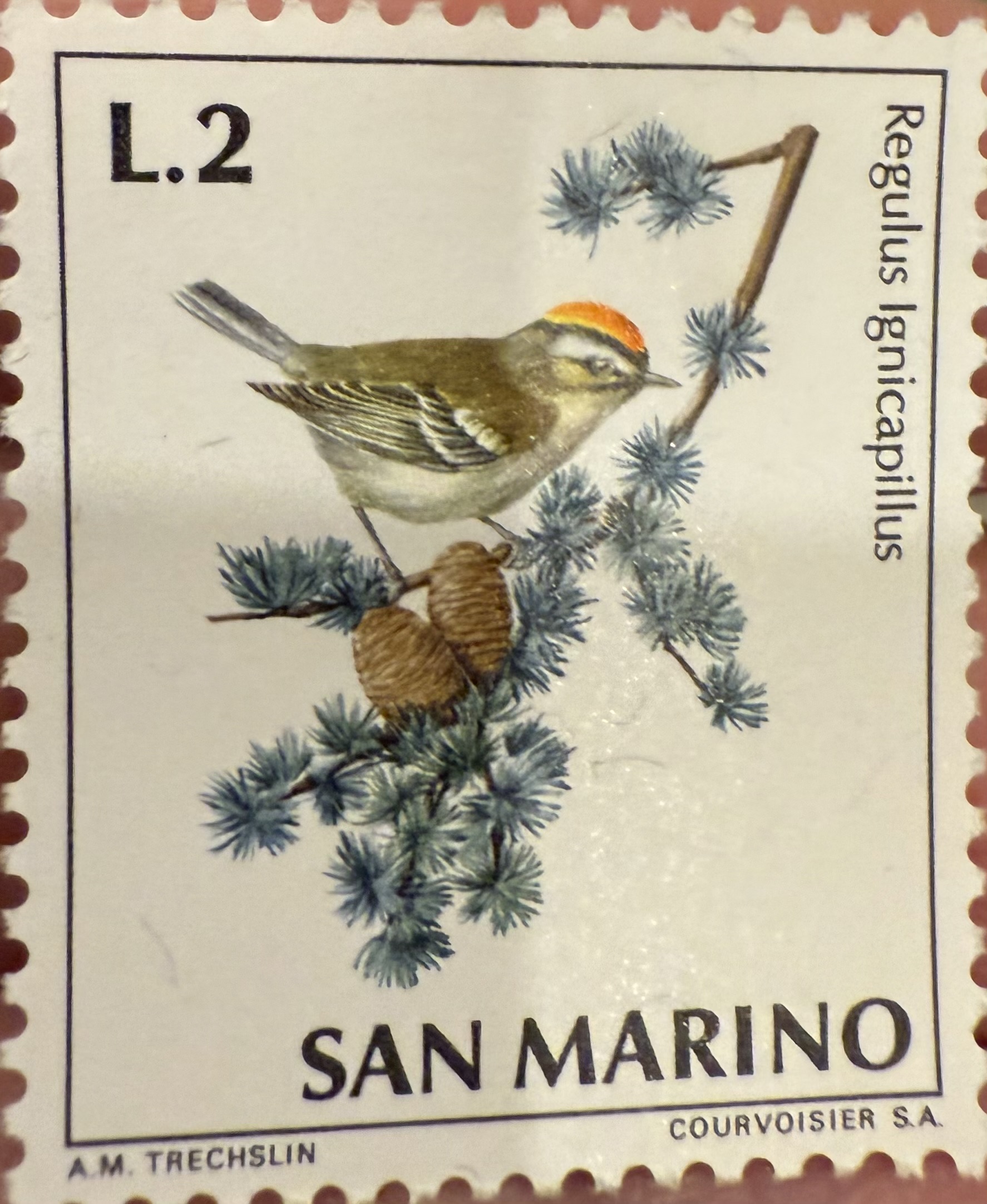 Goldcrest, 1966, San Marino