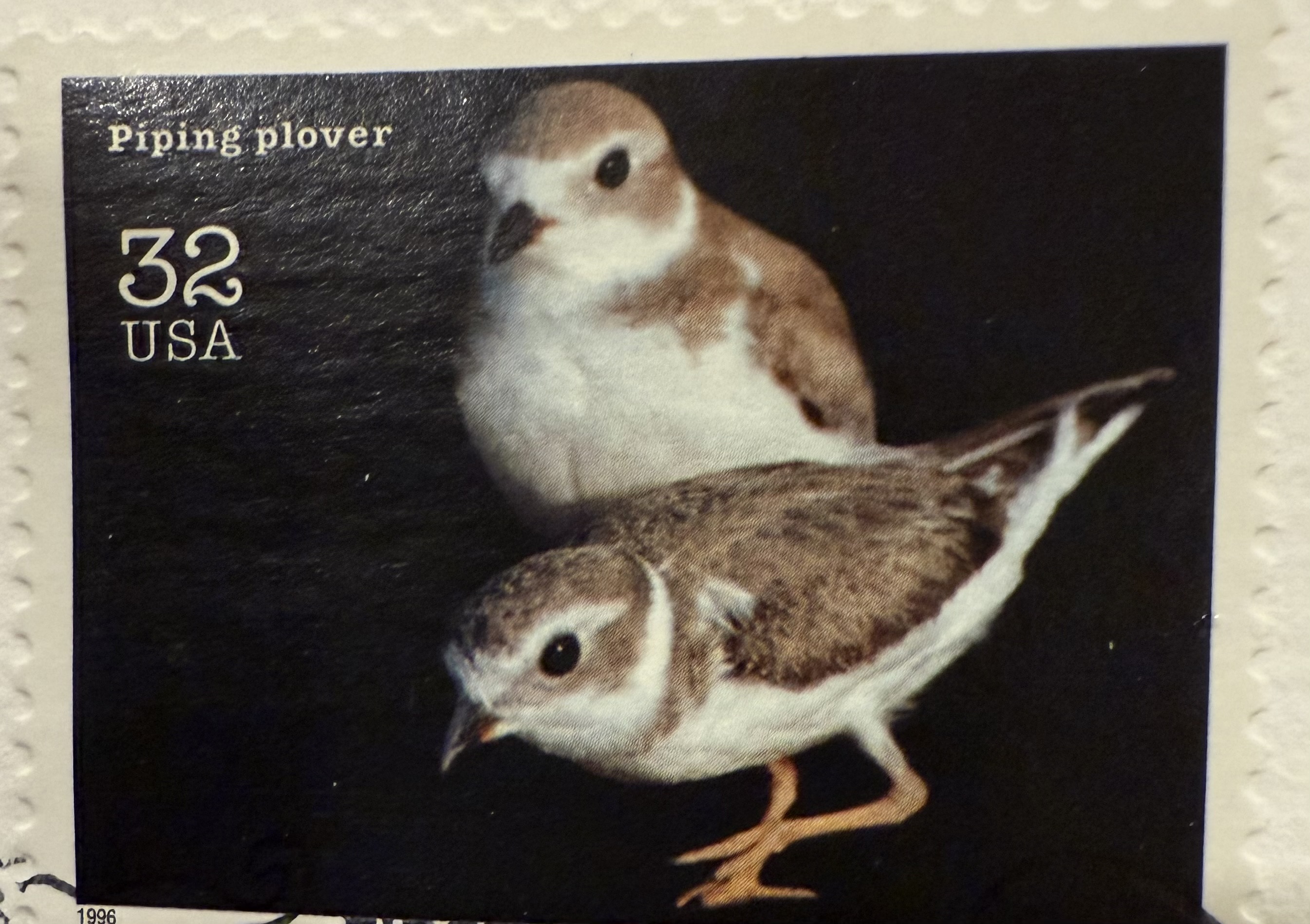 Piping Plover 1996 USA