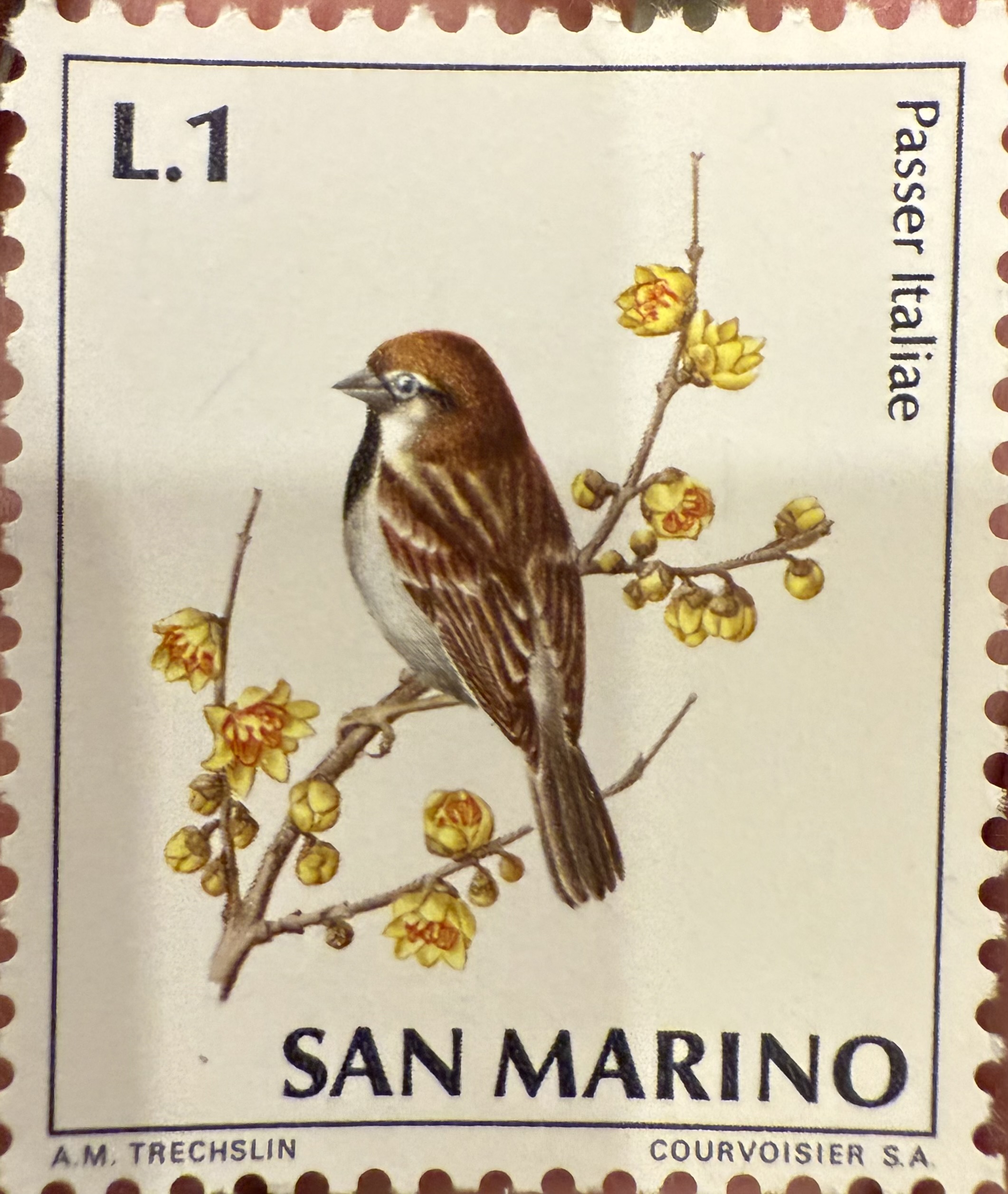 Italian Sparrow, 1966, San Marino