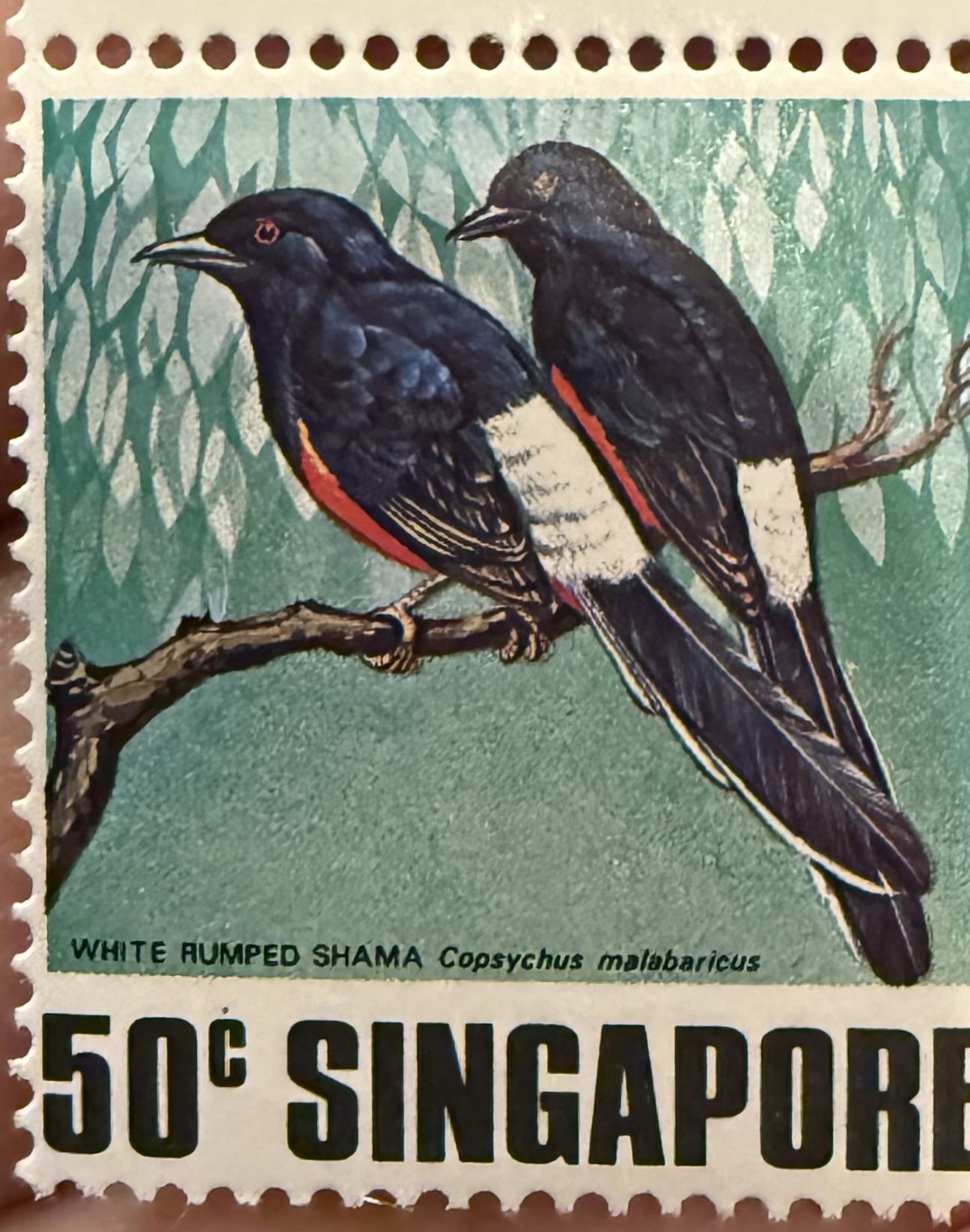 1978 Singapore – White-rumped Shama