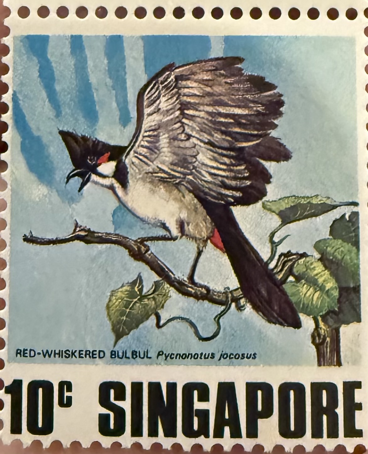 1978 Singapore – Red-whiskered Bulbul