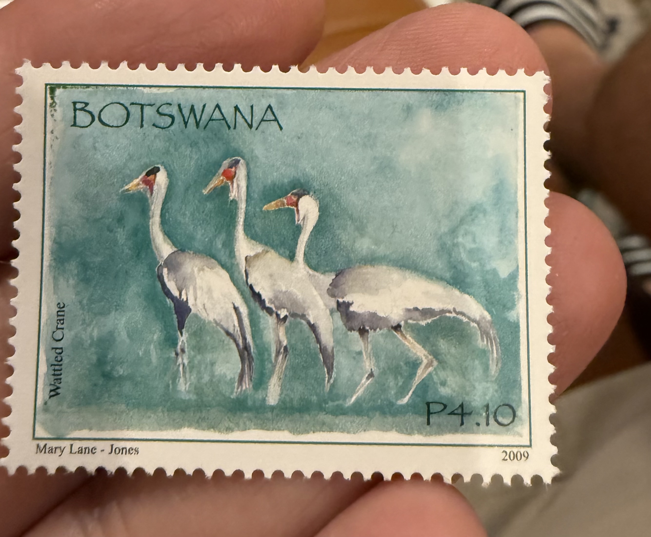 Wattled Crane, Botswana, 2009