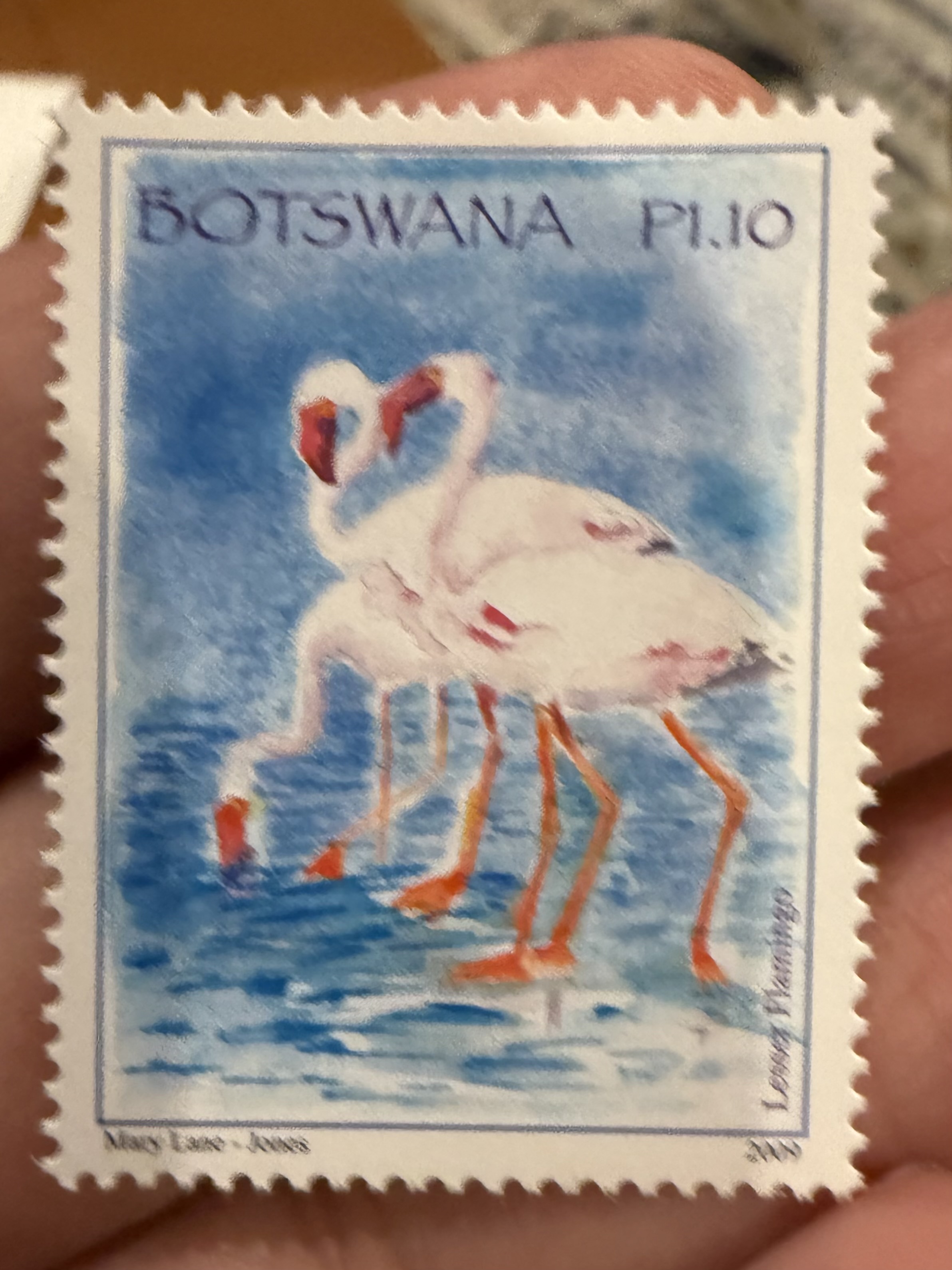 Lesser Flamingo, Botswana, 2009