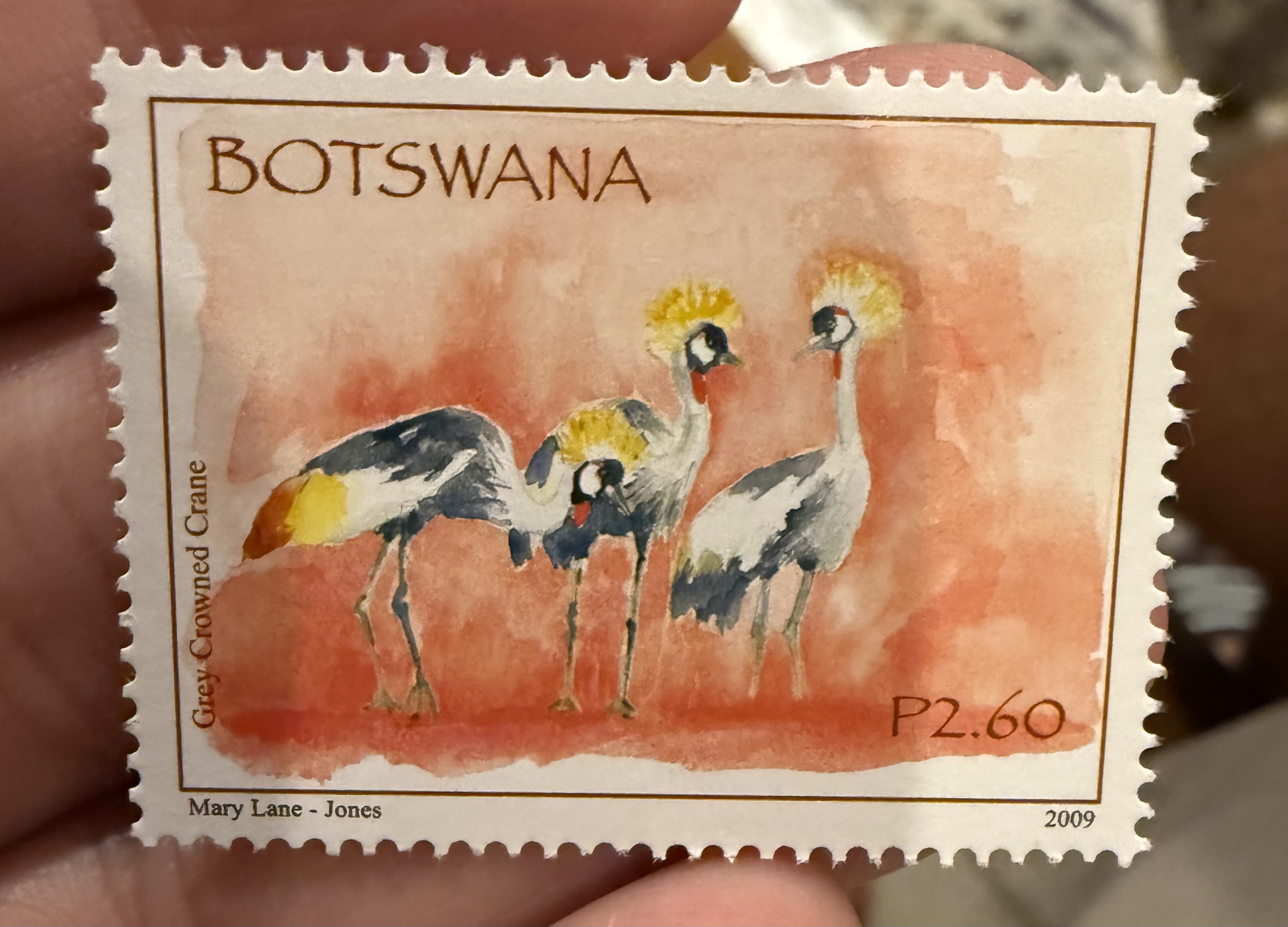 Grey Crowned Crane, Botswana, 2009