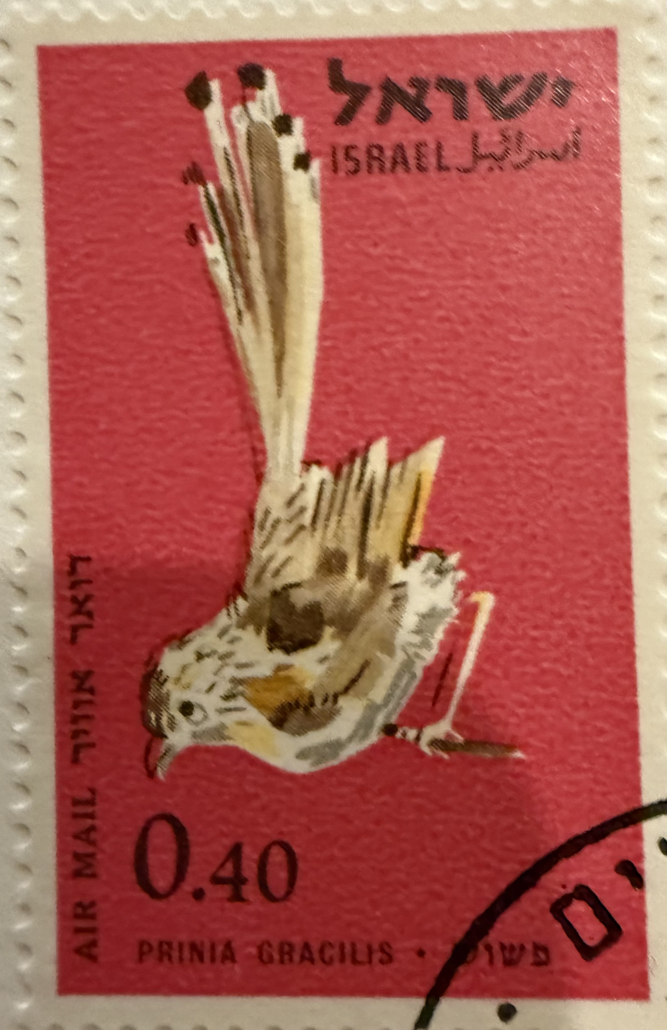 1963 Israel – Graceful Prinia